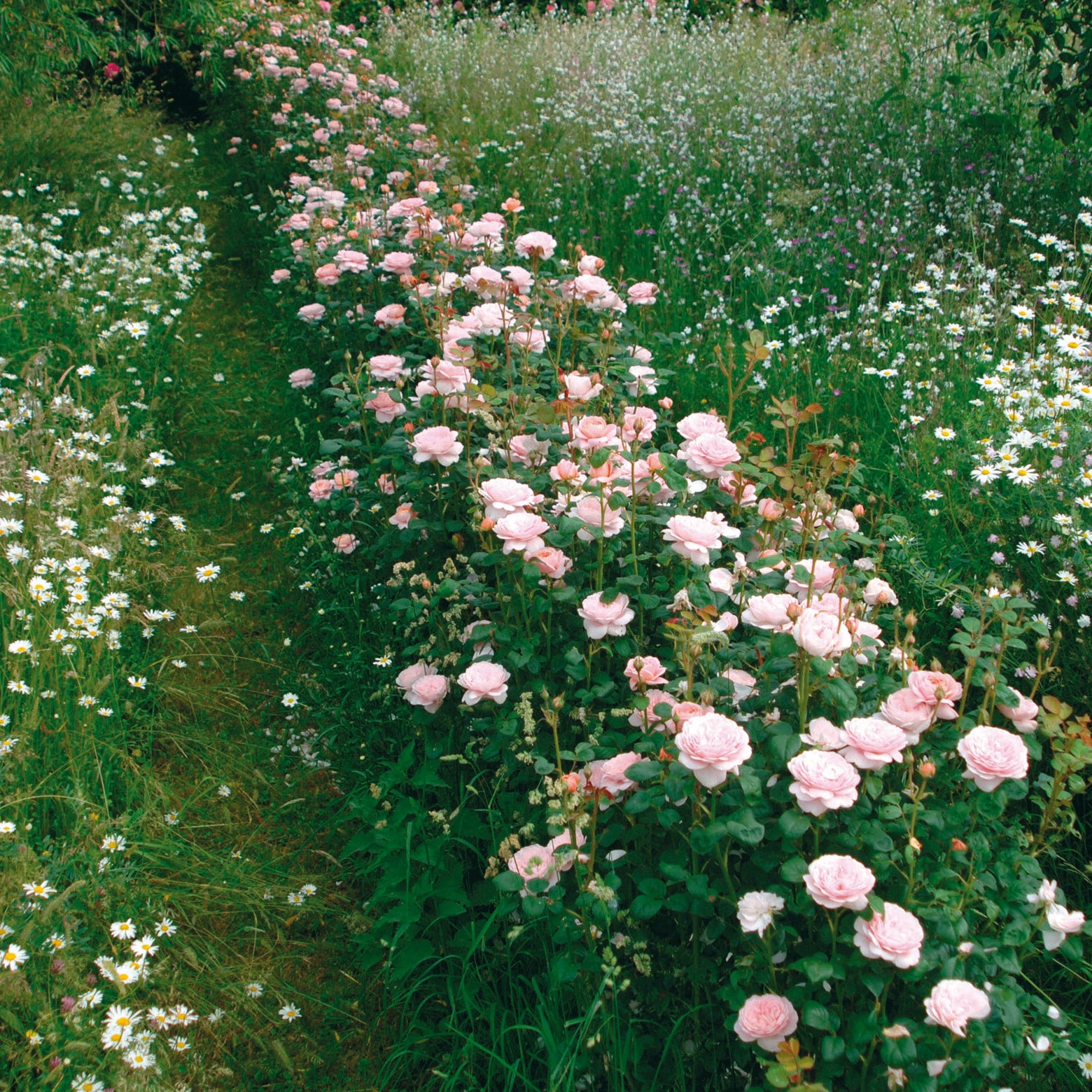 Queen of Sweden™ 10 Rose Hedging Bundle