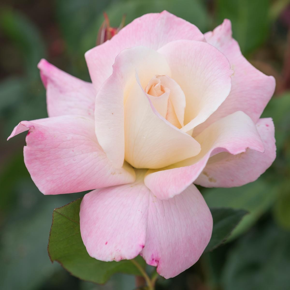 Pristine (Jacpico) | Hybrid Tea | David Austin Roses