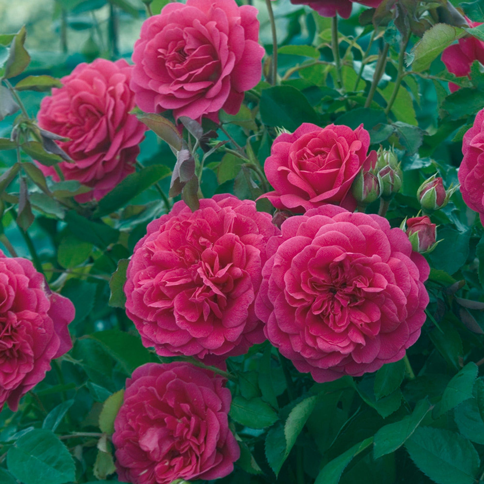 Sir John Betjeman™