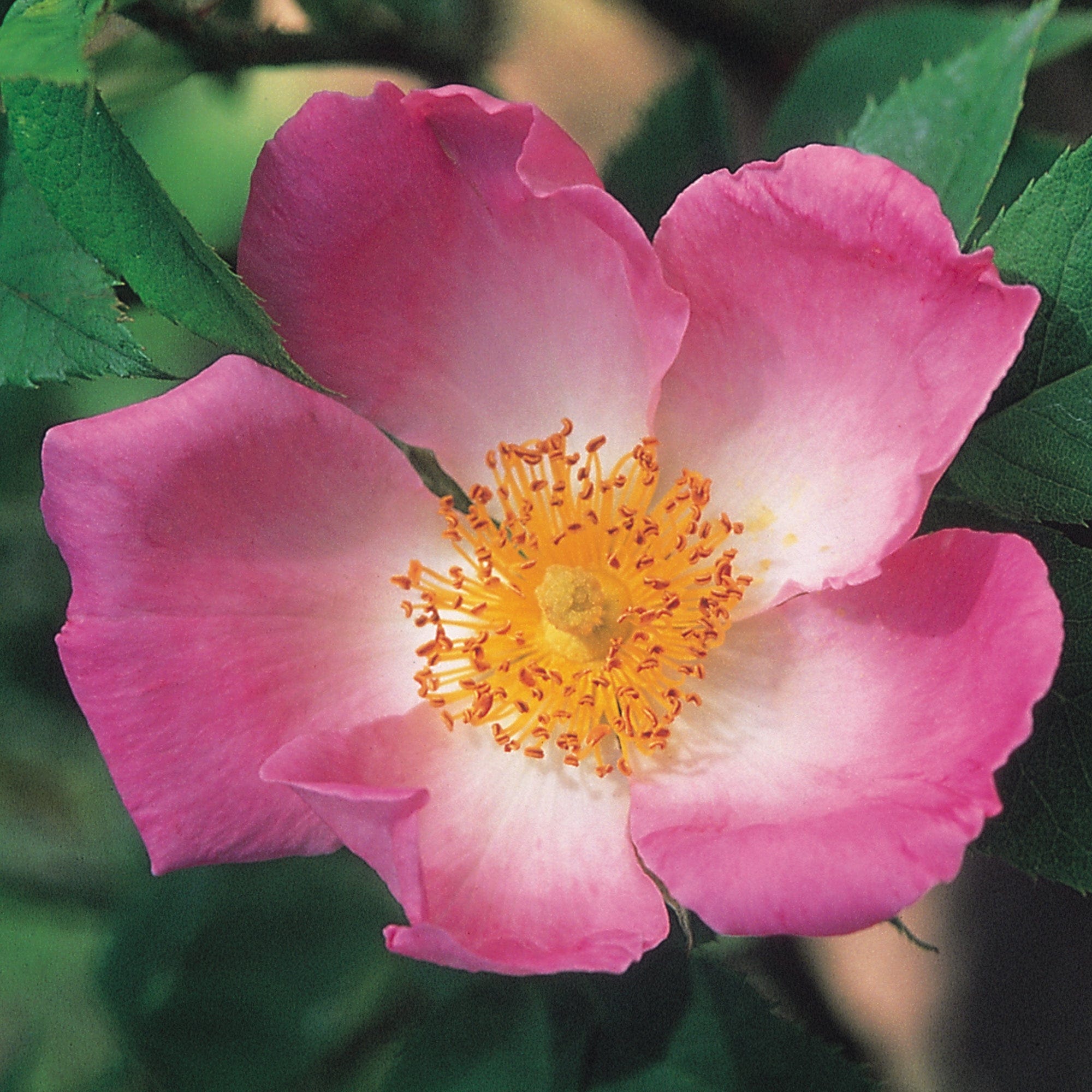 R. complicata | Wild Rose | David Austin Roses