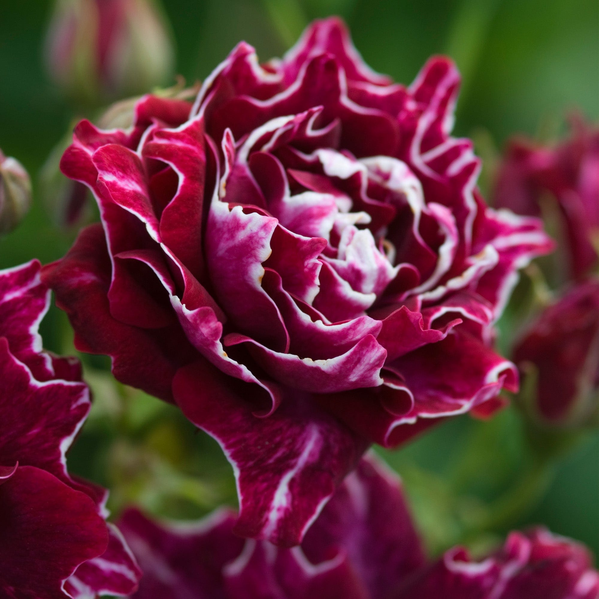 Roger Lambelin | Old Rose | David Austin Roses