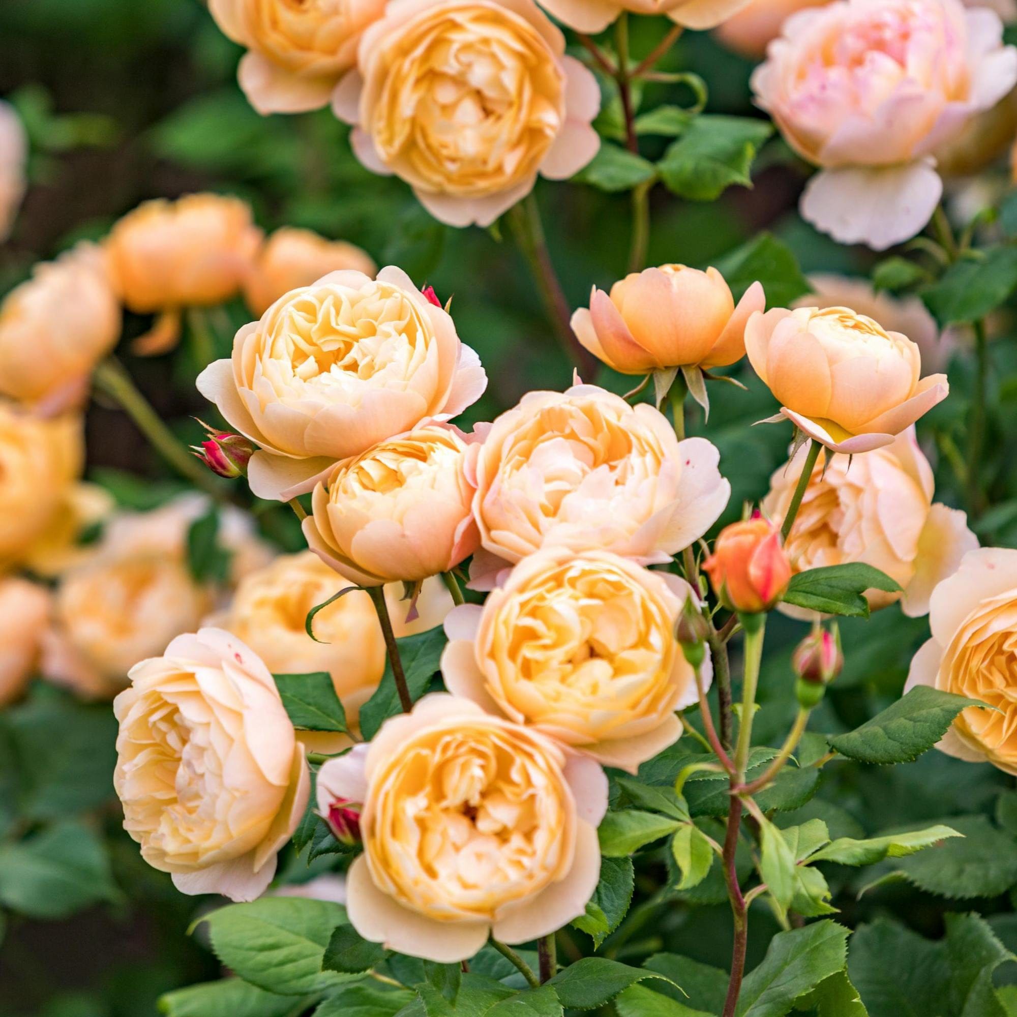 david austin roses seeds Roald Dahl™