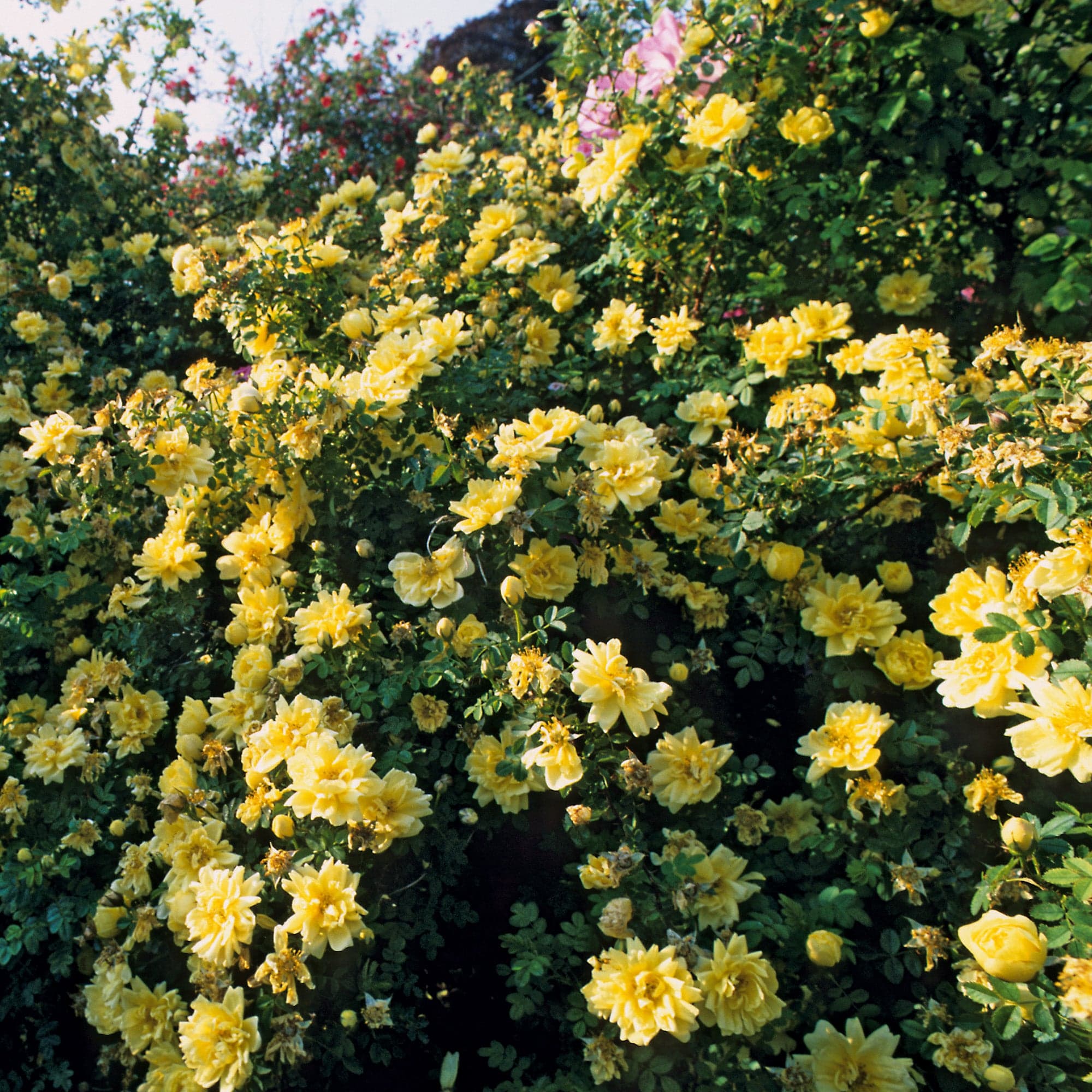wild yellow rose bush