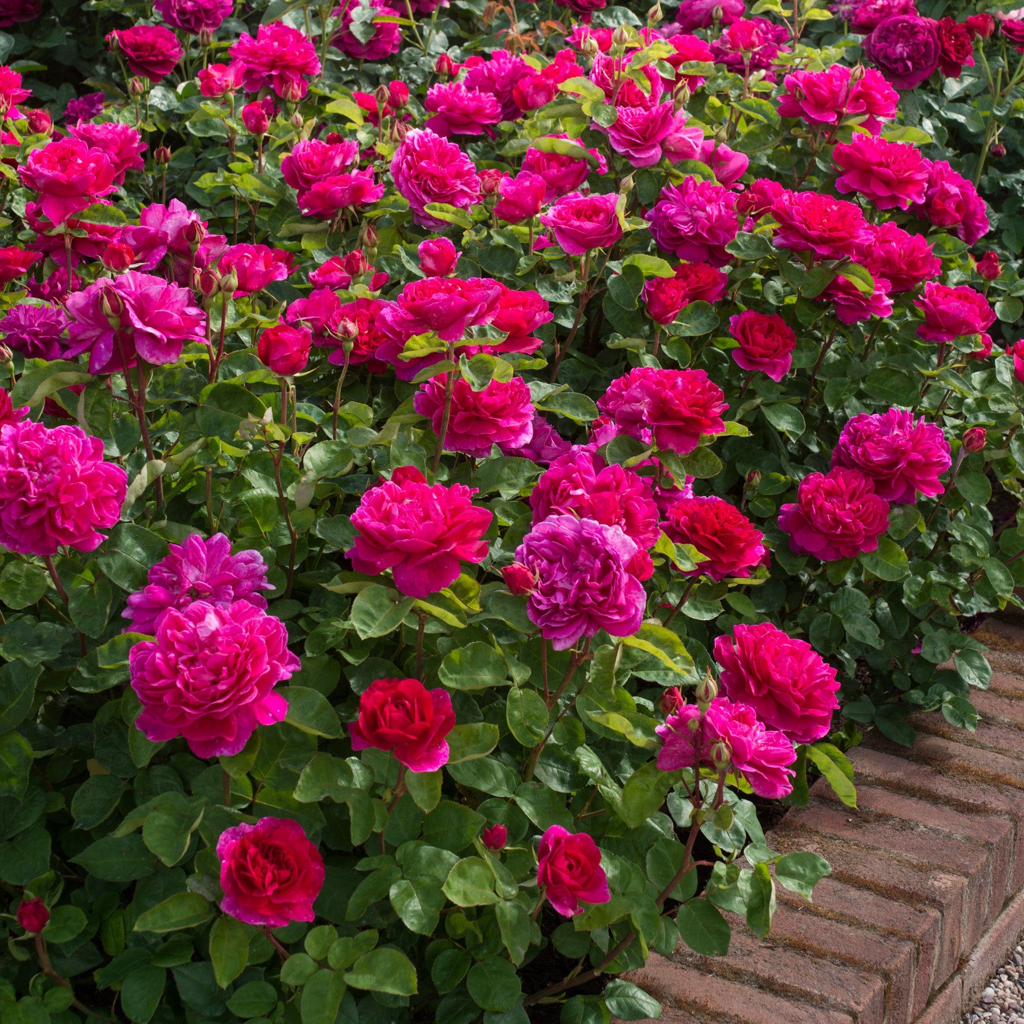 Sophy’s Rose™