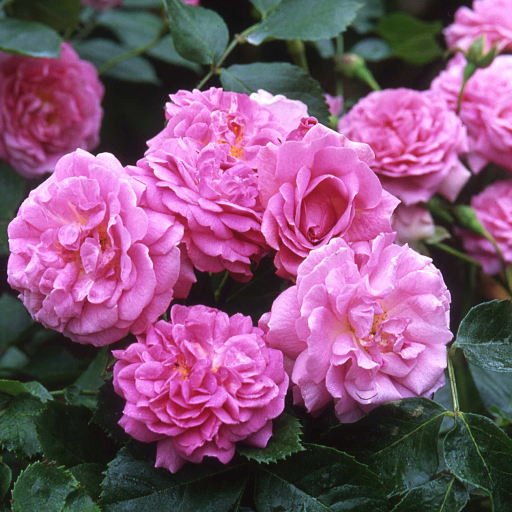lavender climbing rose plant Lavender Lassie | Shrub Rose