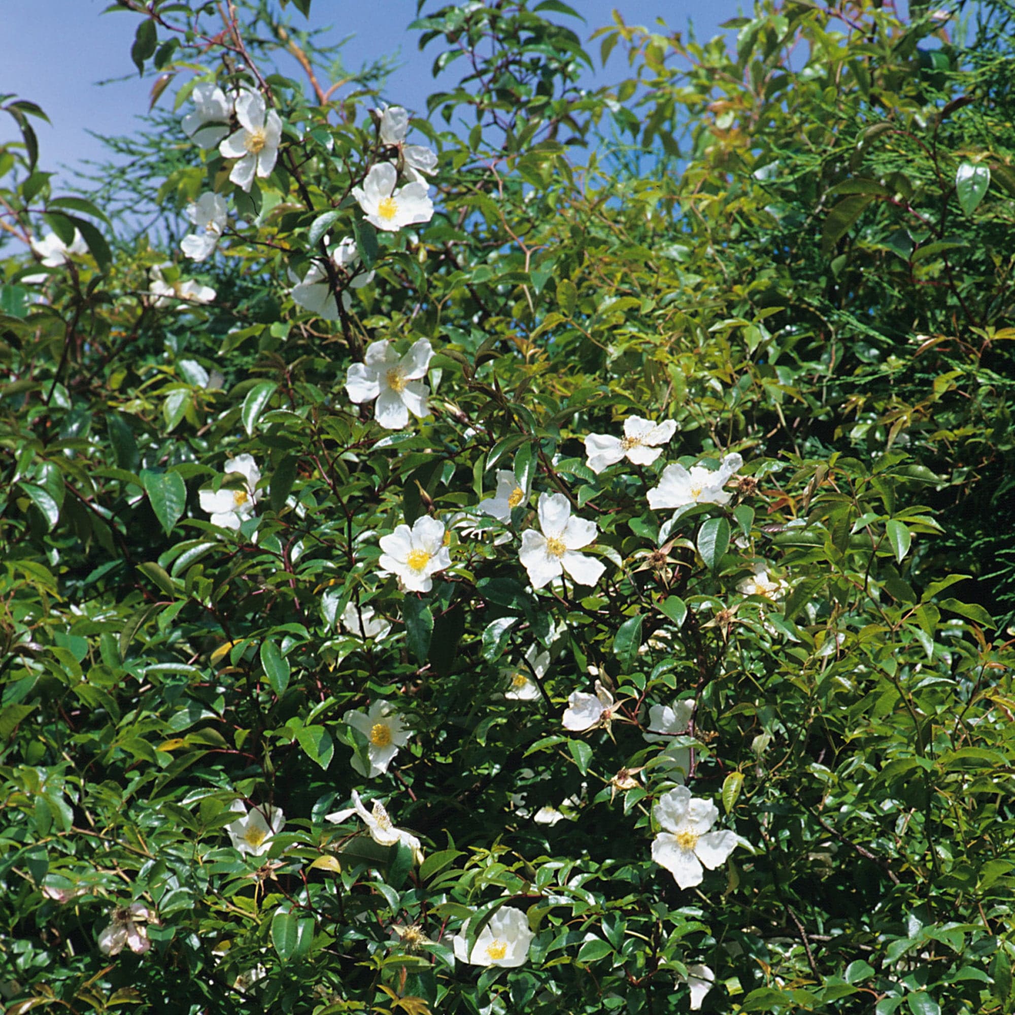 R. laevigata ‘Cooperi’
