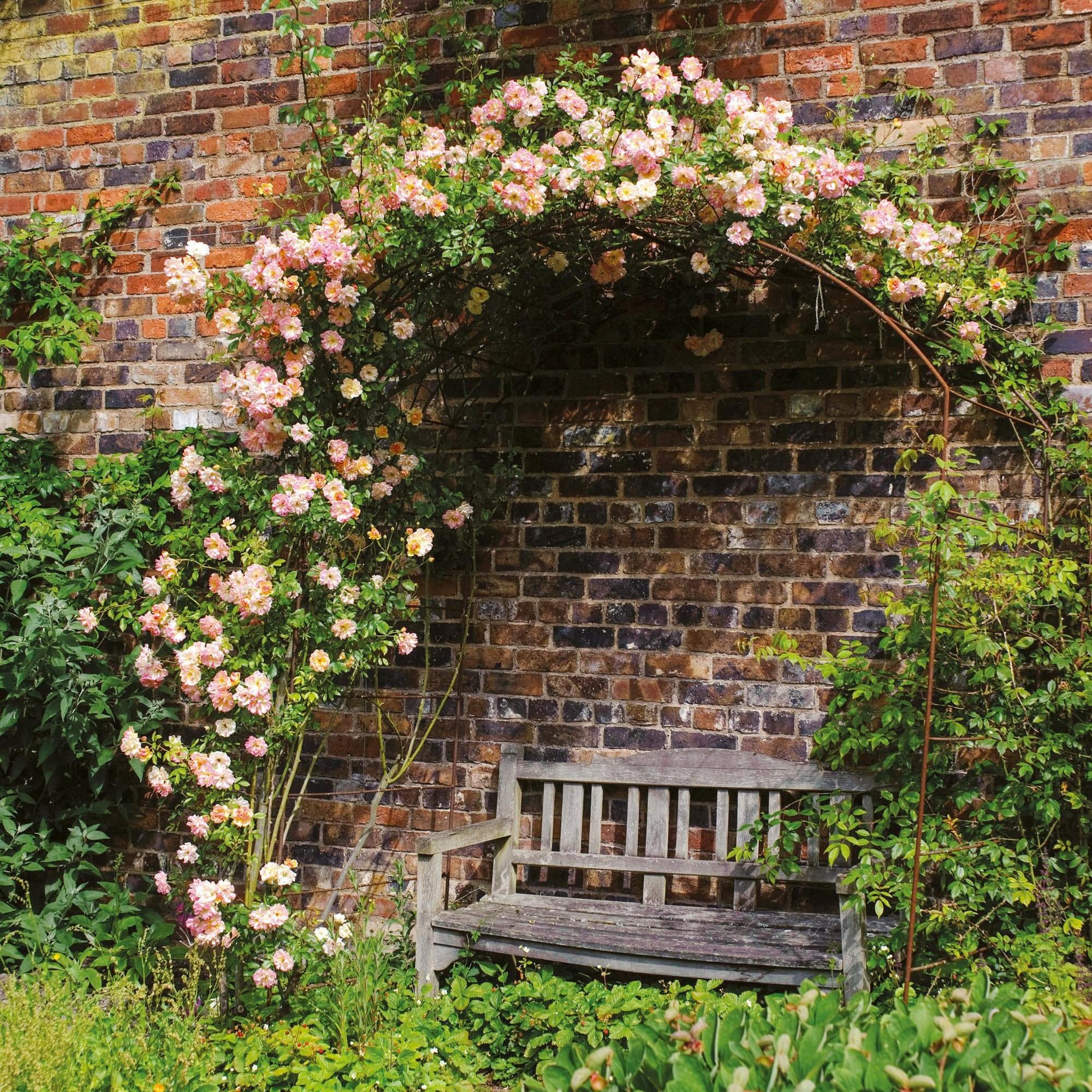 Phyllis Bide | Rambling Rose | David Austin Roses