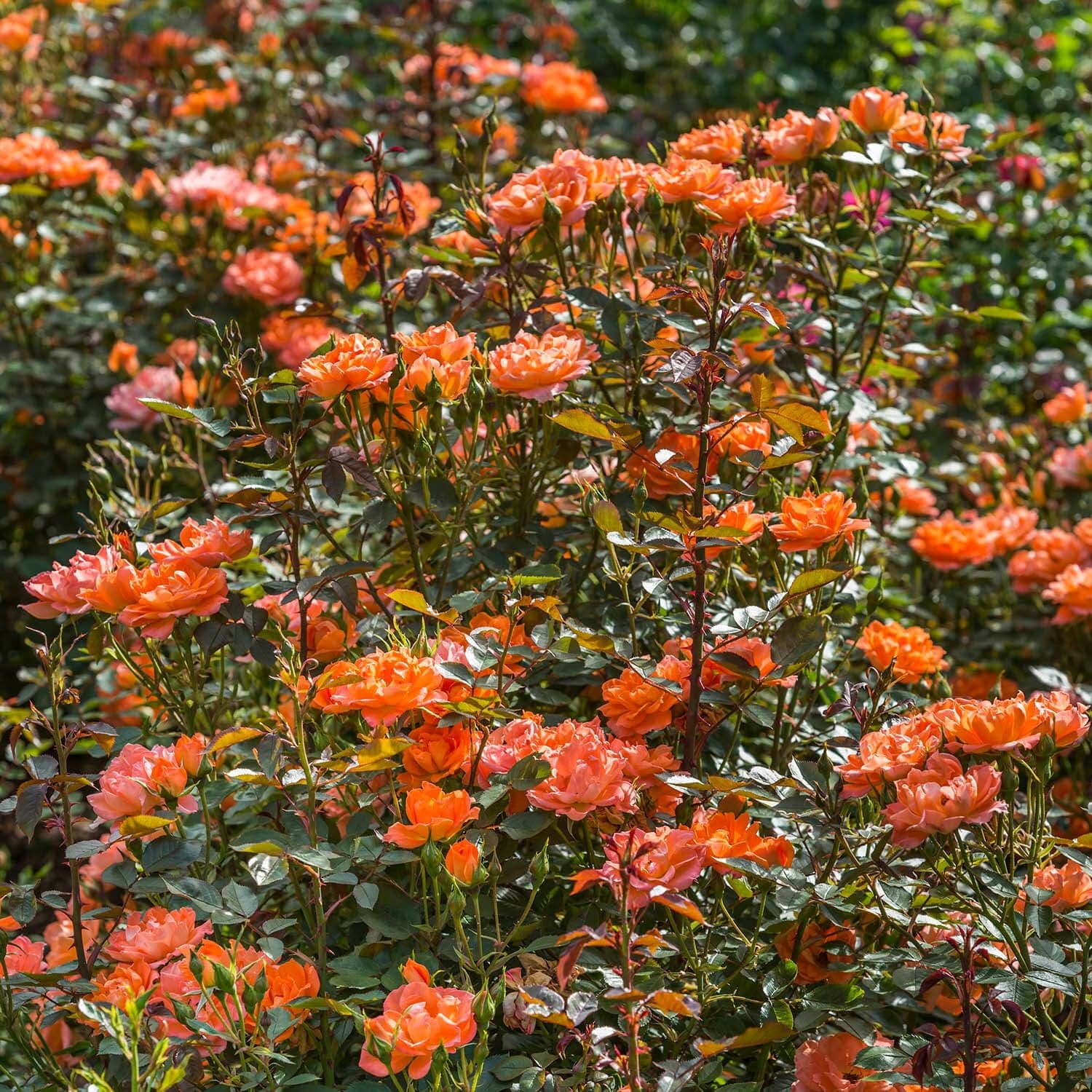 Wildfire | Patio Rose | David Austin Roses