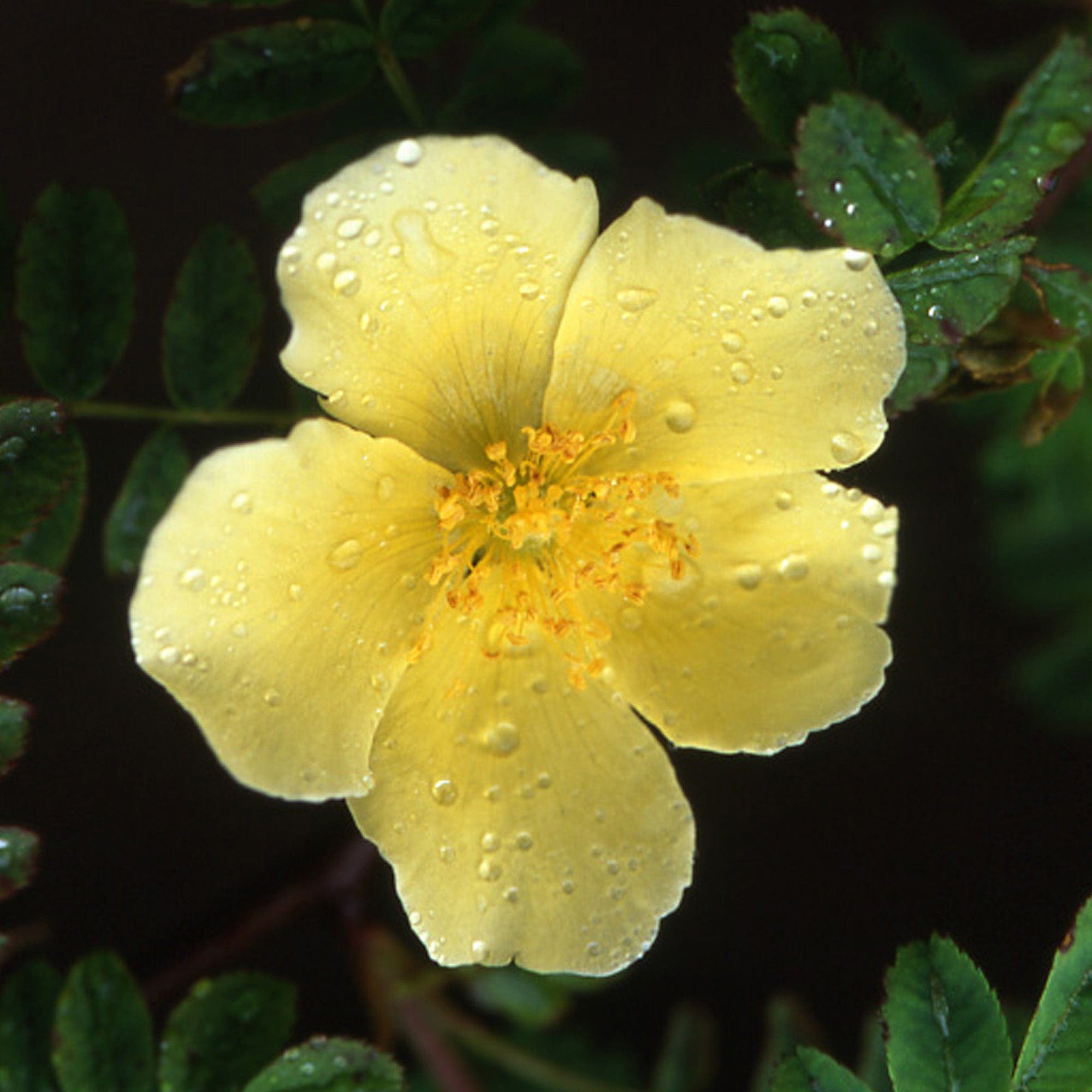 R. ‘Hidcote Gold'