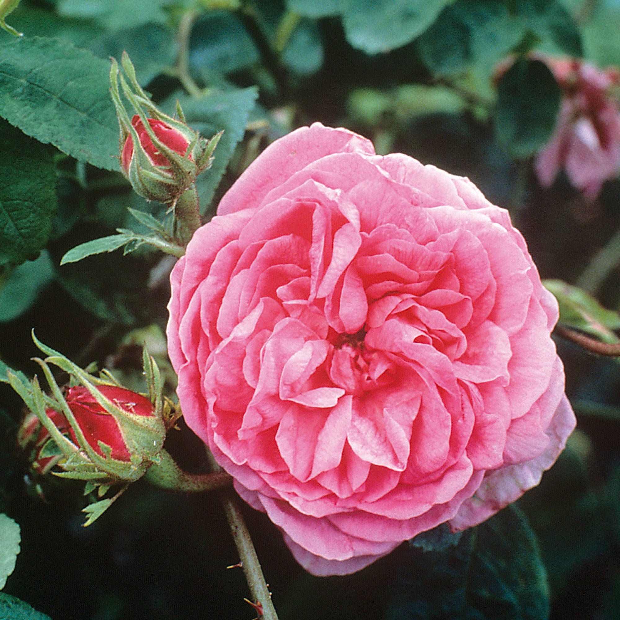 apasionado Satisfacer he equivocado Centifolia | Old Rose | David Austin Roses