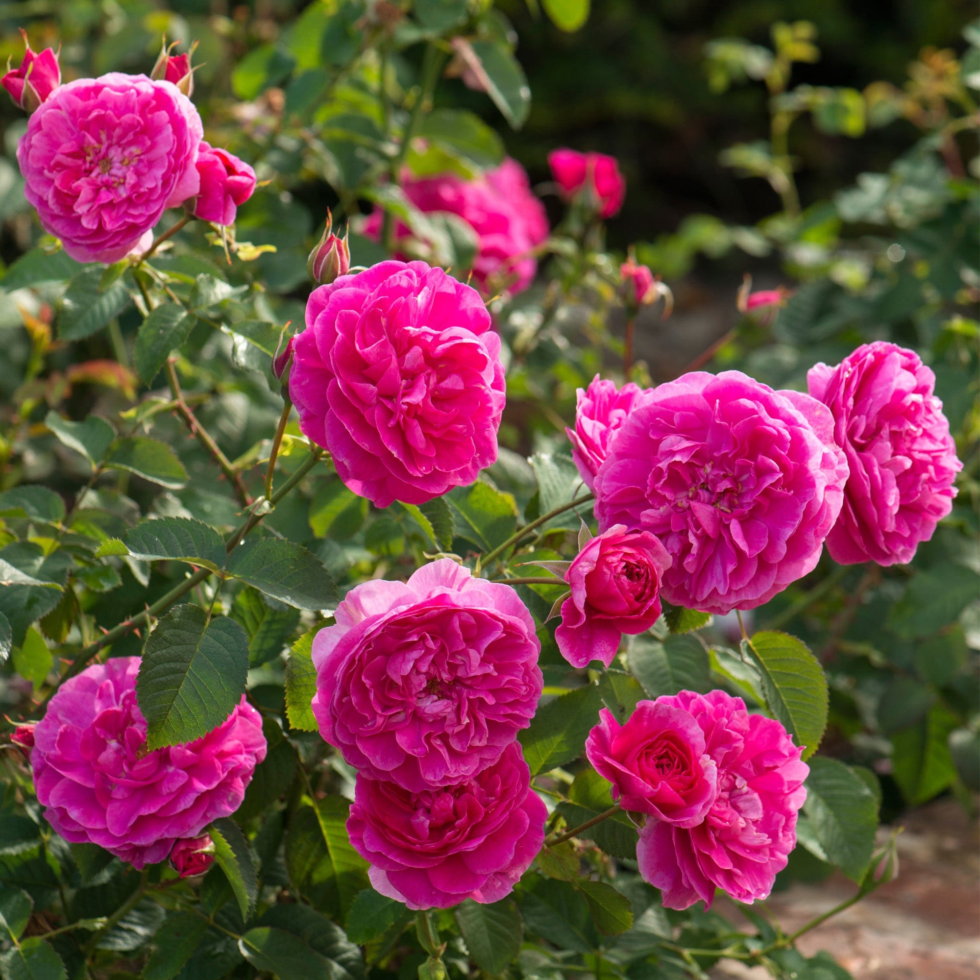 Bush Rose 'English Miss' 3 Litres - Roses - Tates