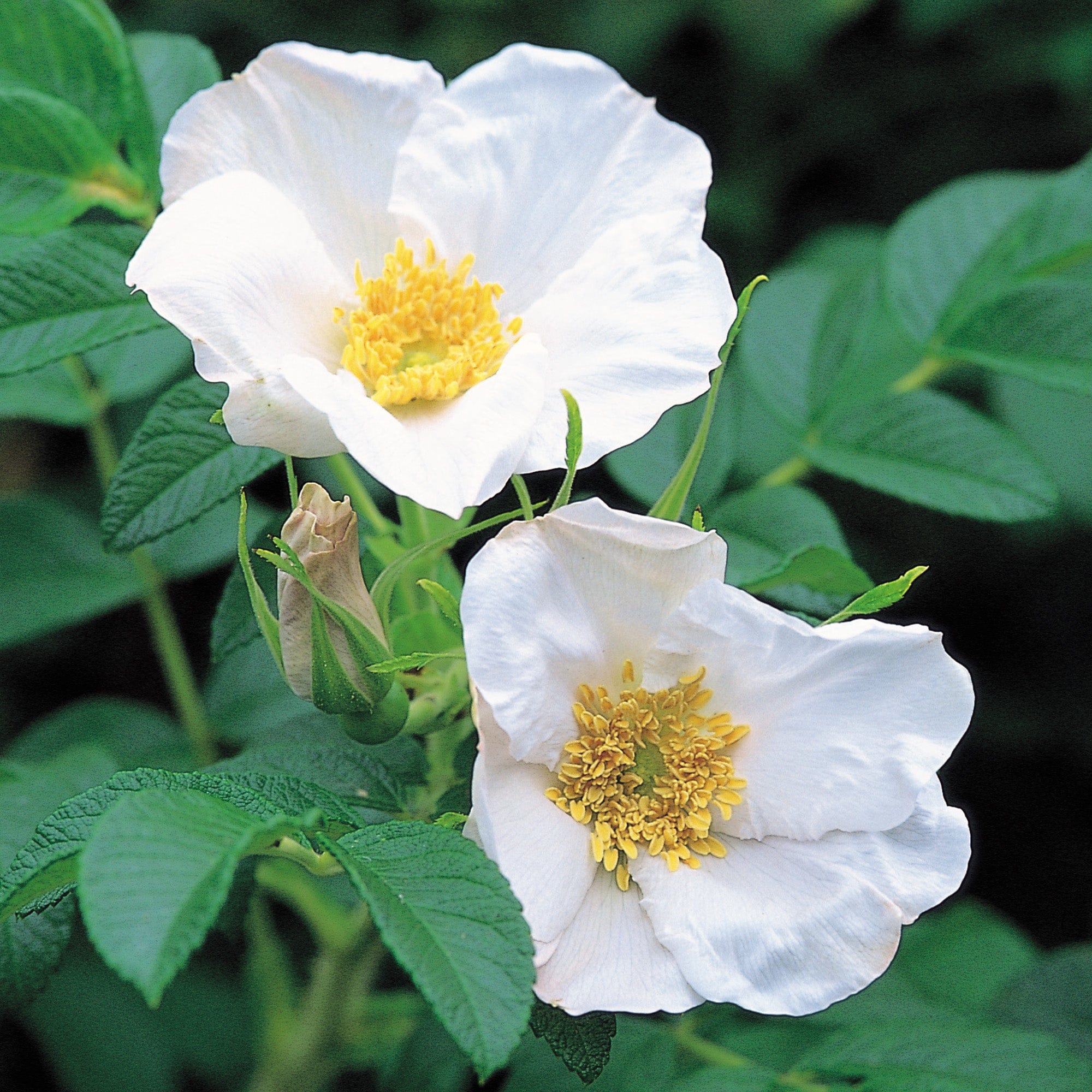 R. Rugosa Alba 10 Rose Hedging Bundle