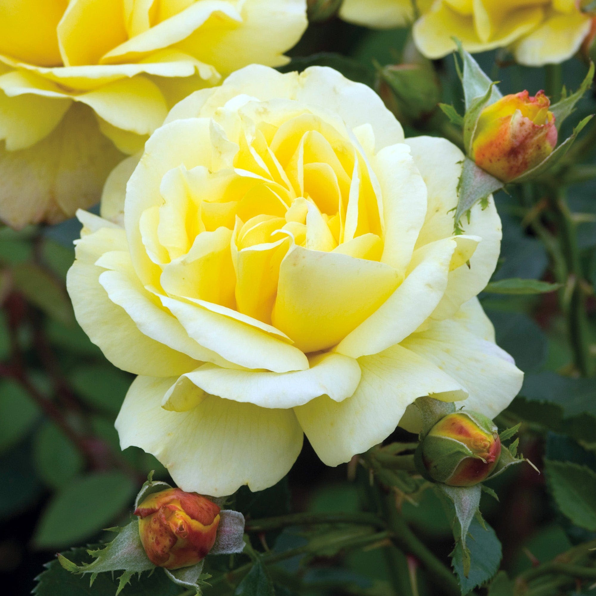 Chris (Kirsan) | Climbing Rose | David Austin Roses