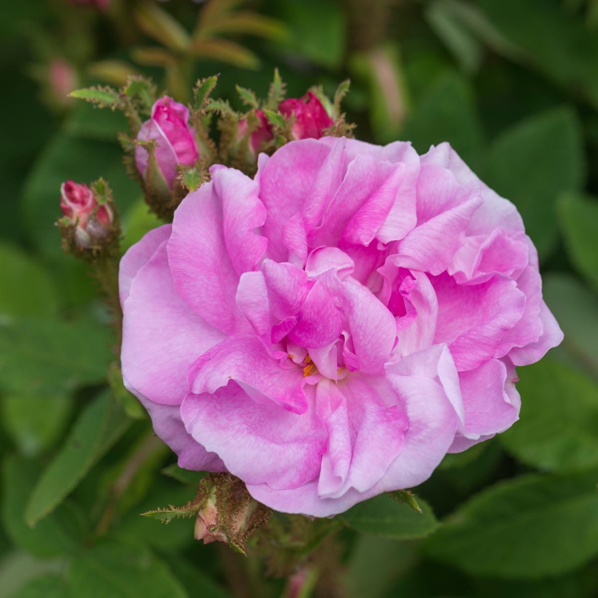 Duchesse de Verneuil | Old Rose | David Austin Roses