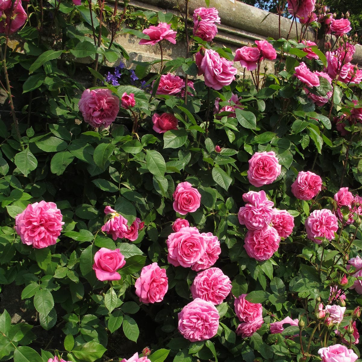Gertrude Jekyll English Climbing Rose David Austin Roses