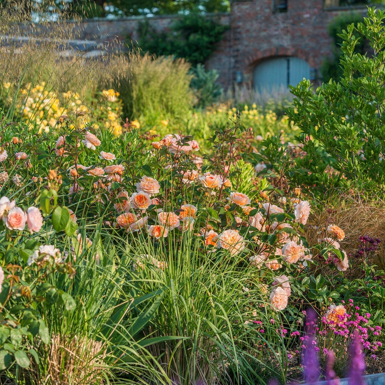 Port Sunlight (Auslofty) | English Shrub Rose | David Austin Roses