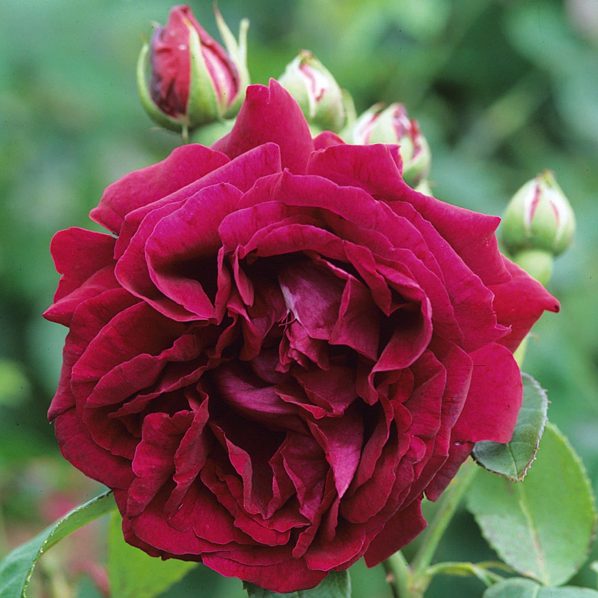 Prince Camille de Rohan | Old Rose | David Austin Roses