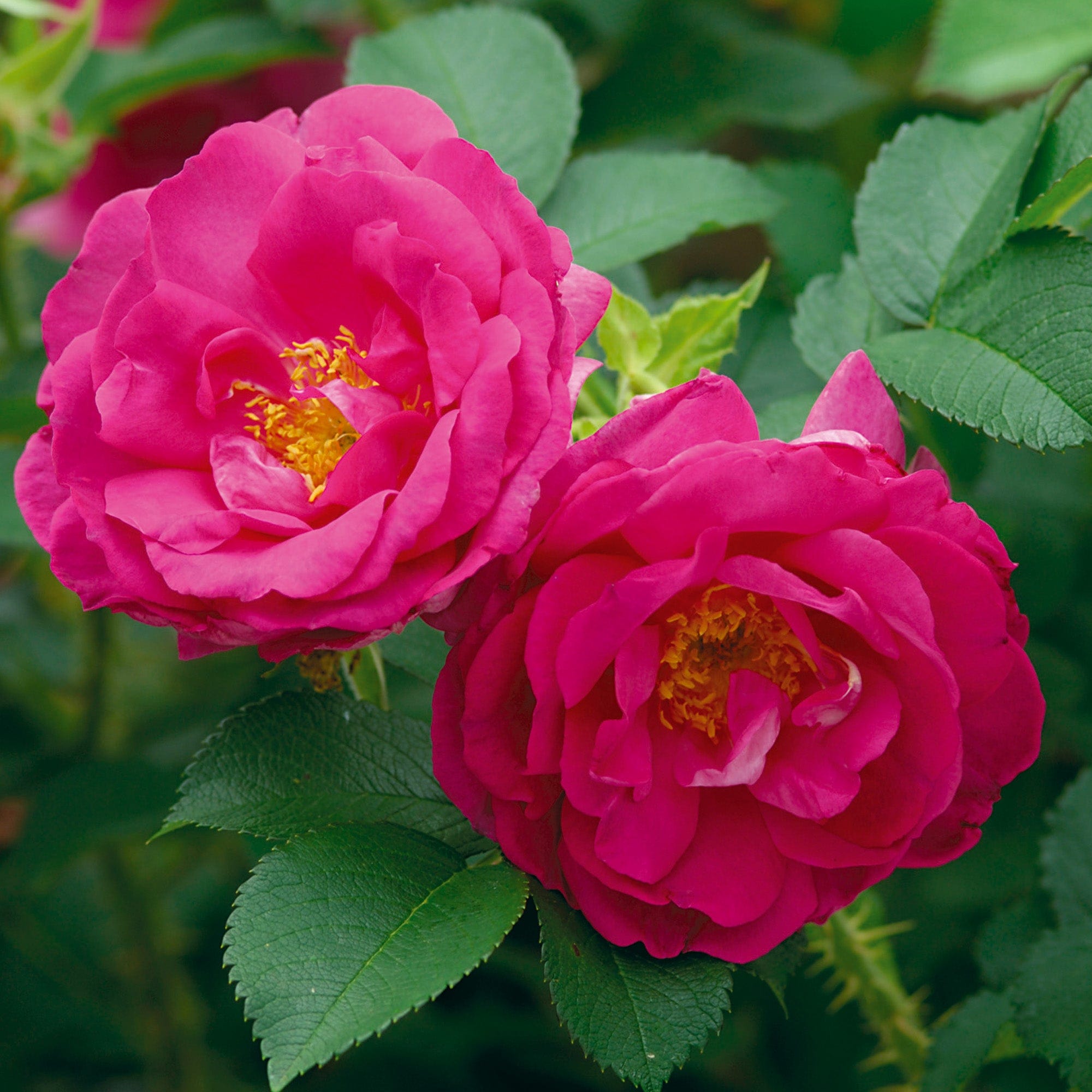 Wild Edric (Aushedge) | English Shrub Rose | David Austin Roses