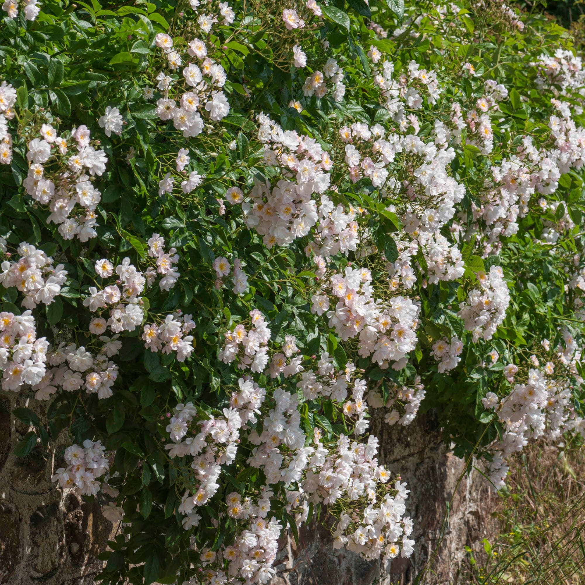 R. filipes ‘Brenda Colvin’