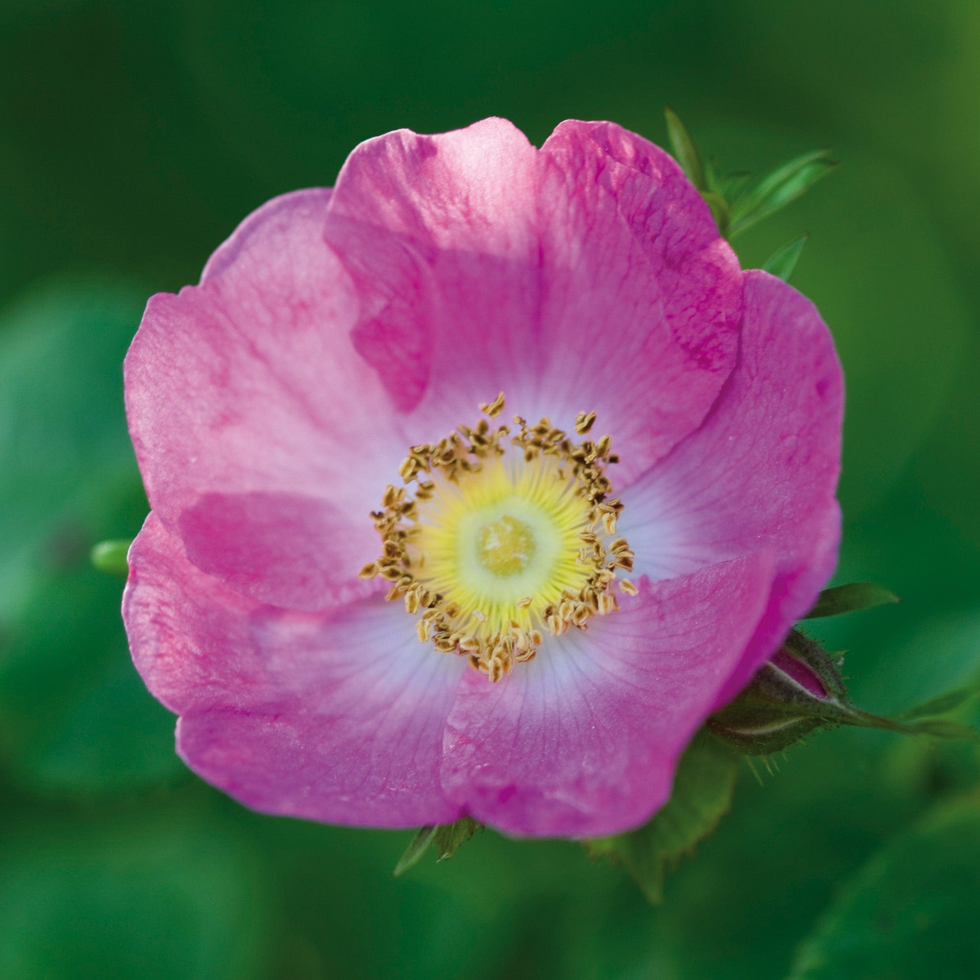 R. forrestiana | Wild Rose | David Austin Roses