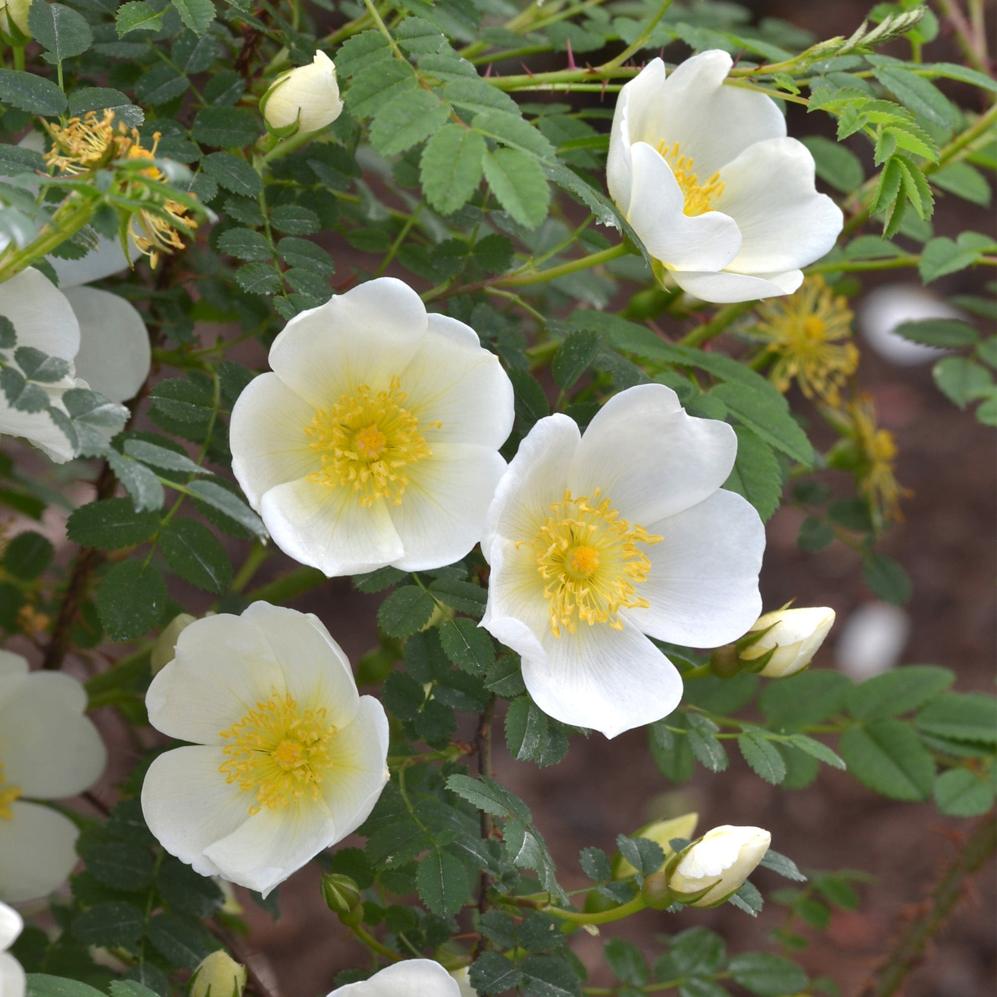 Rosa spinosissima 'Dunwich Rose', Rosa spinosissima 'Dunwic…