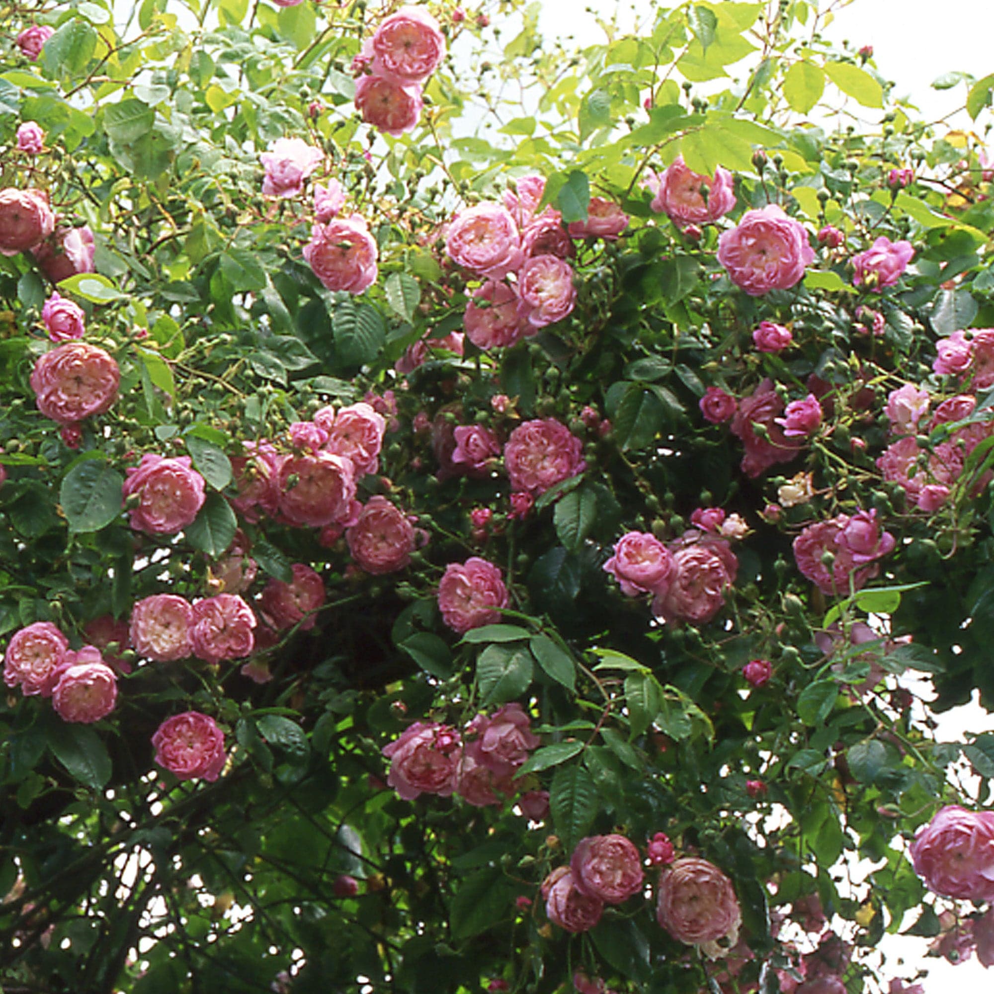 Flora | Rambling Rose | David Austin Roses