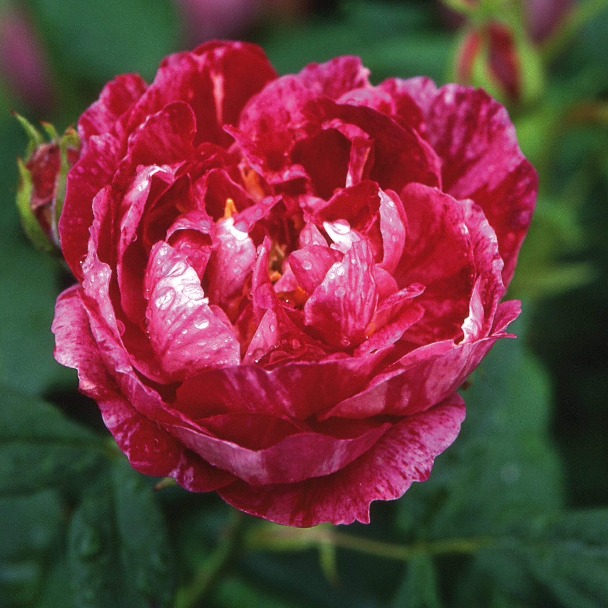 Commandant Beaurepaire