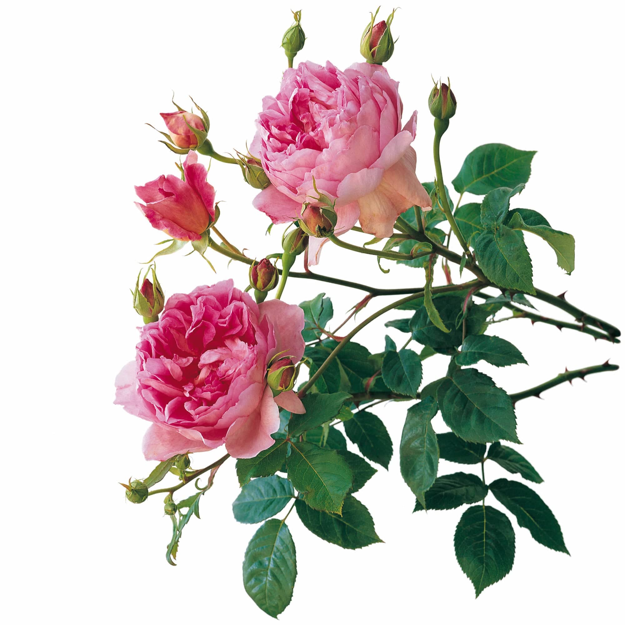 The Ingenious Mr. Fairchild