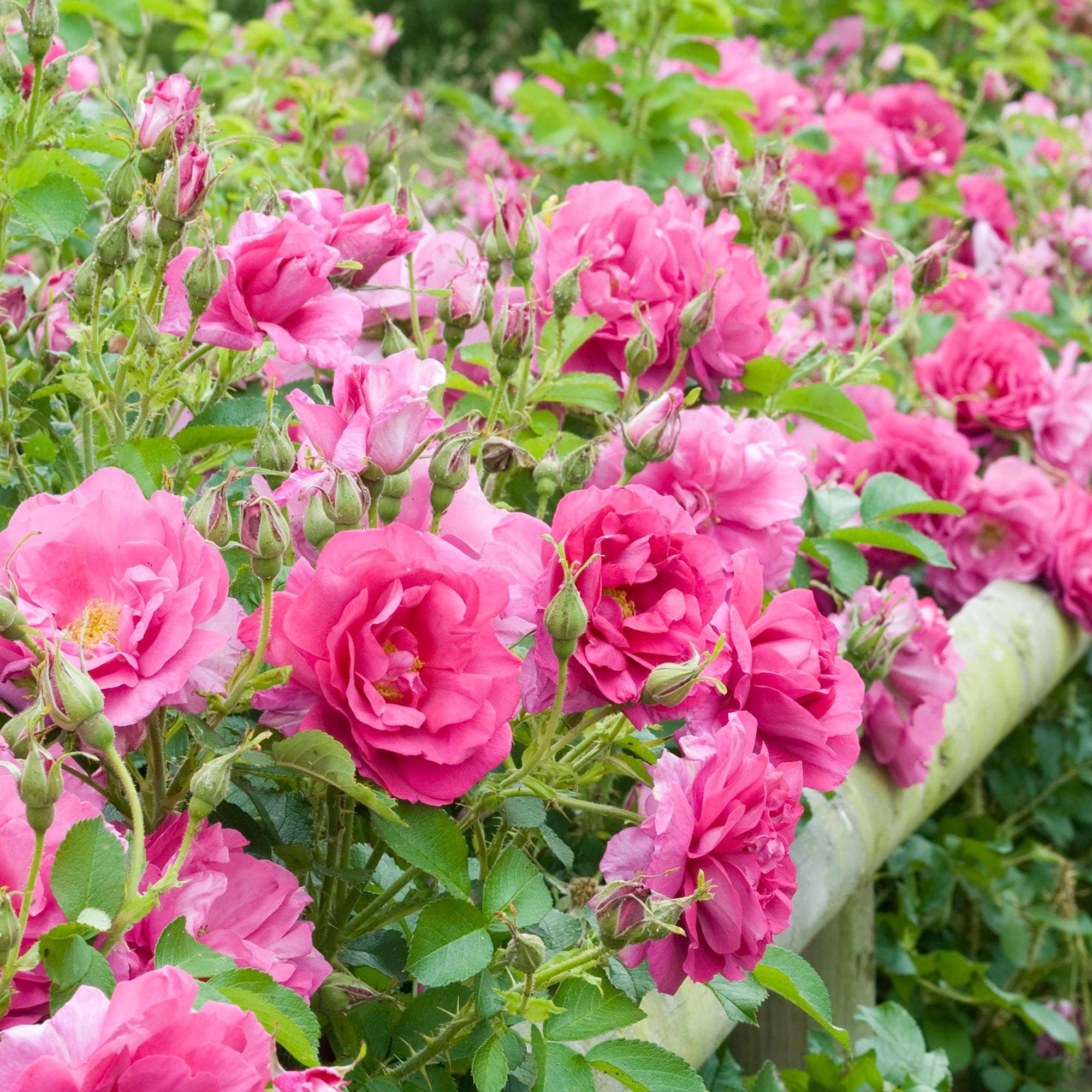 Wild Edric (Aushedge) | English Shrub Rose | David Austin Roses