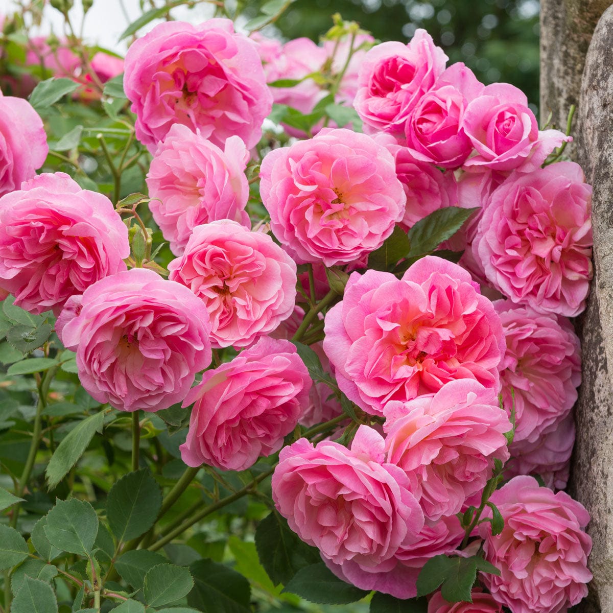 Hyde Hall 5 Rose Hedging Bundle