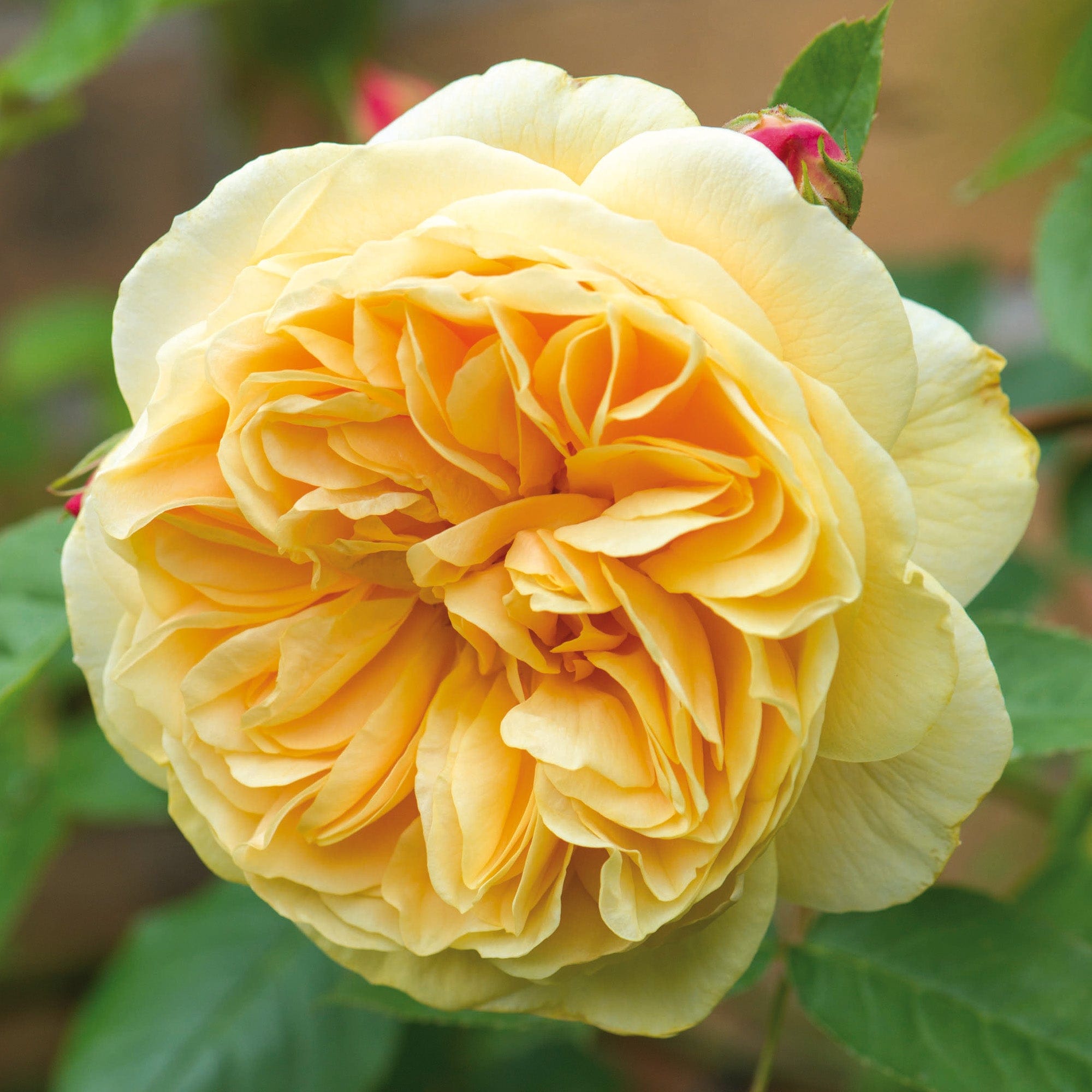 Teasing Georgia | English Climbing Rose | David Austin Roses