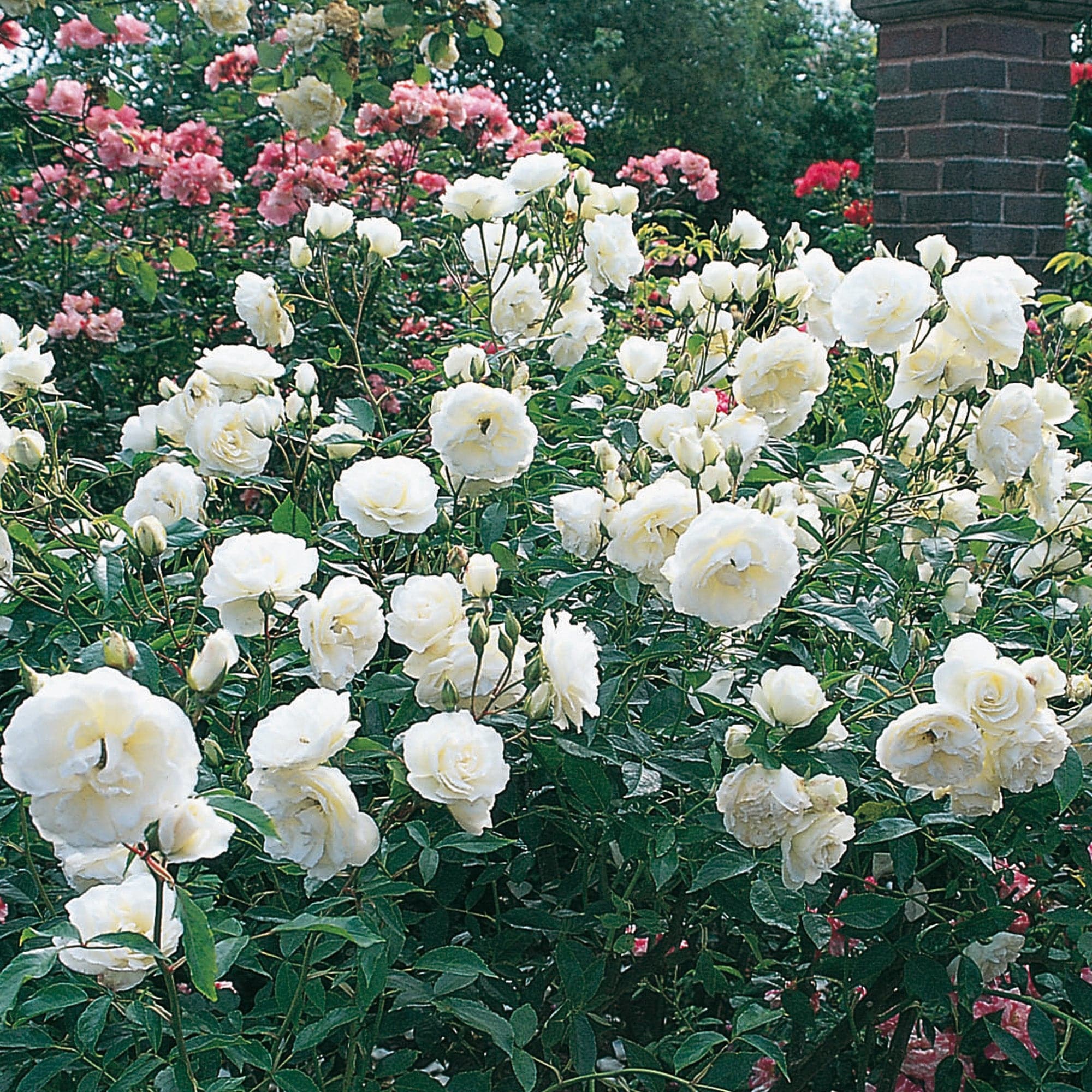 Iceberg Floribunda David Austin Roses