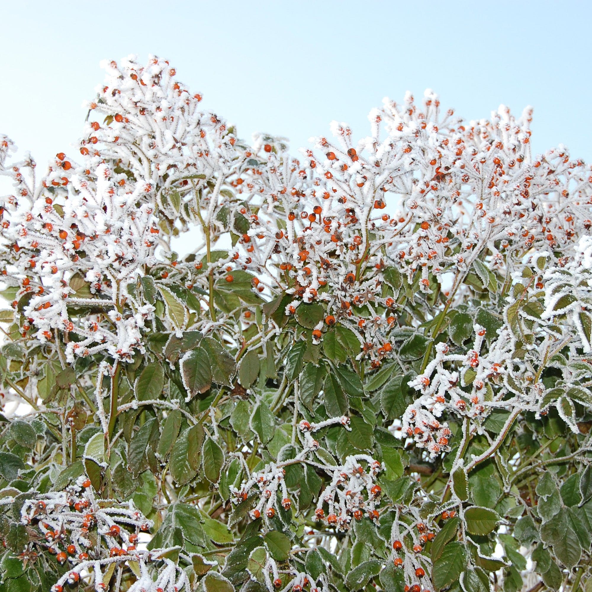 R. polyantha 'Grandiflora'