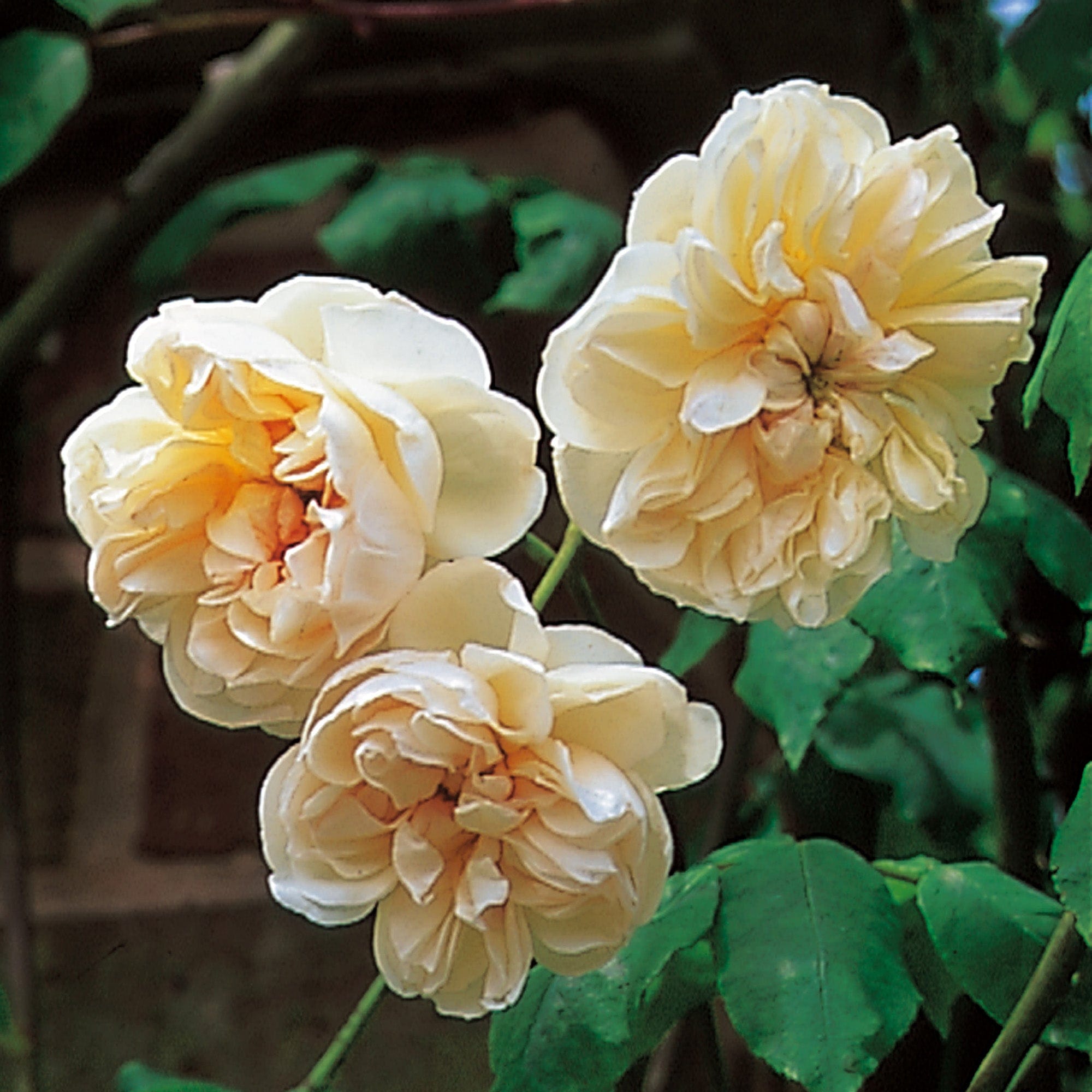 Desprez á Fleur Jaune