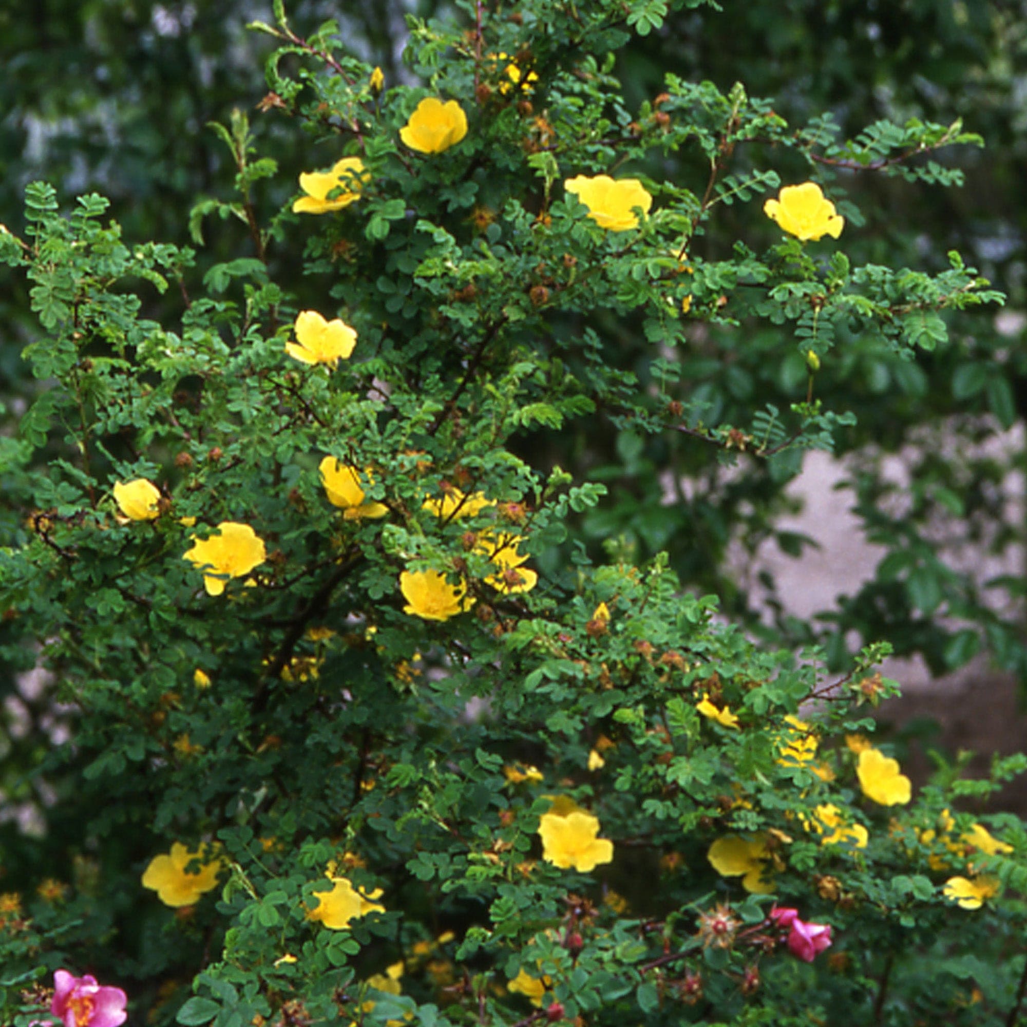 R. ‘Helen Knight’