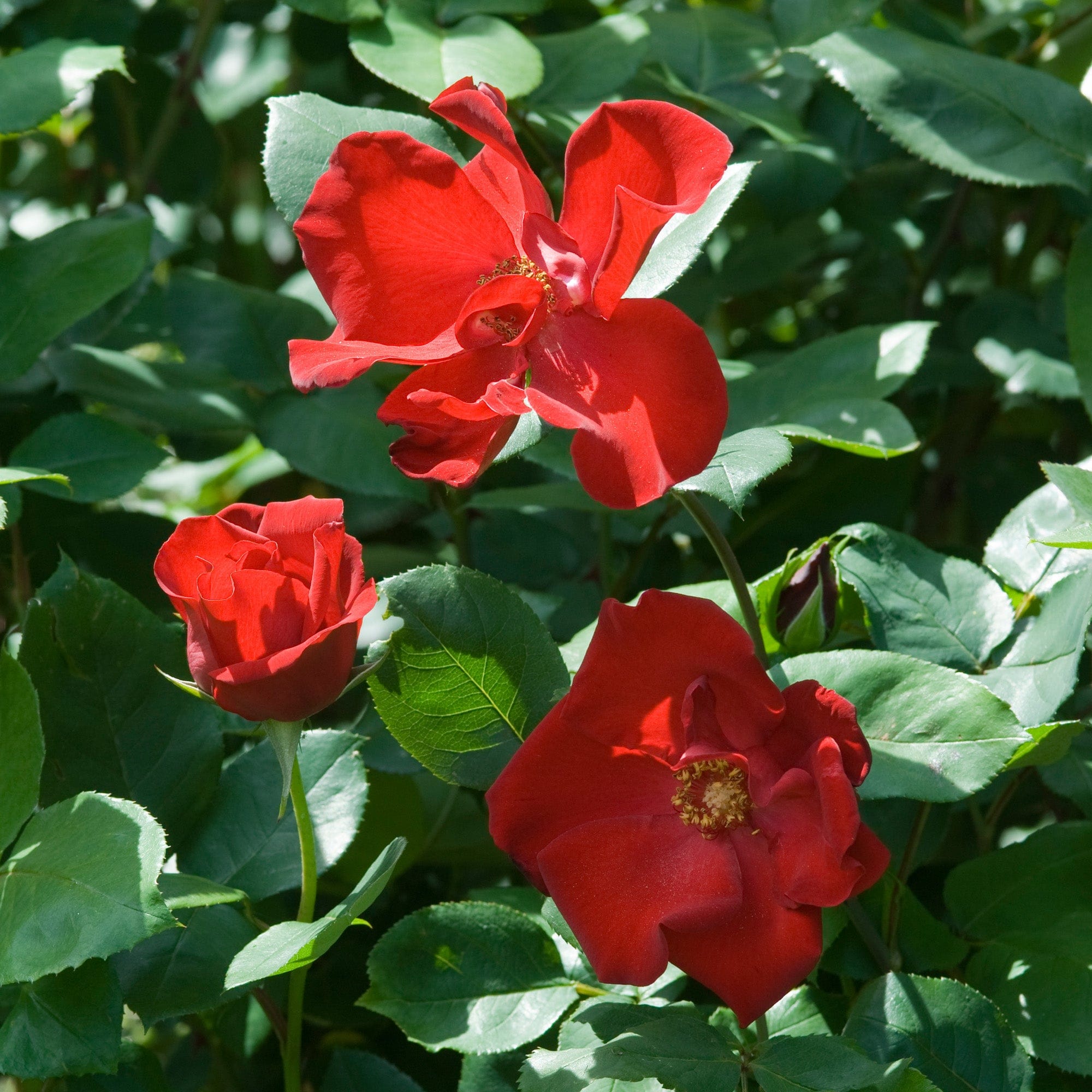 climbing altissimo rose Altissimo