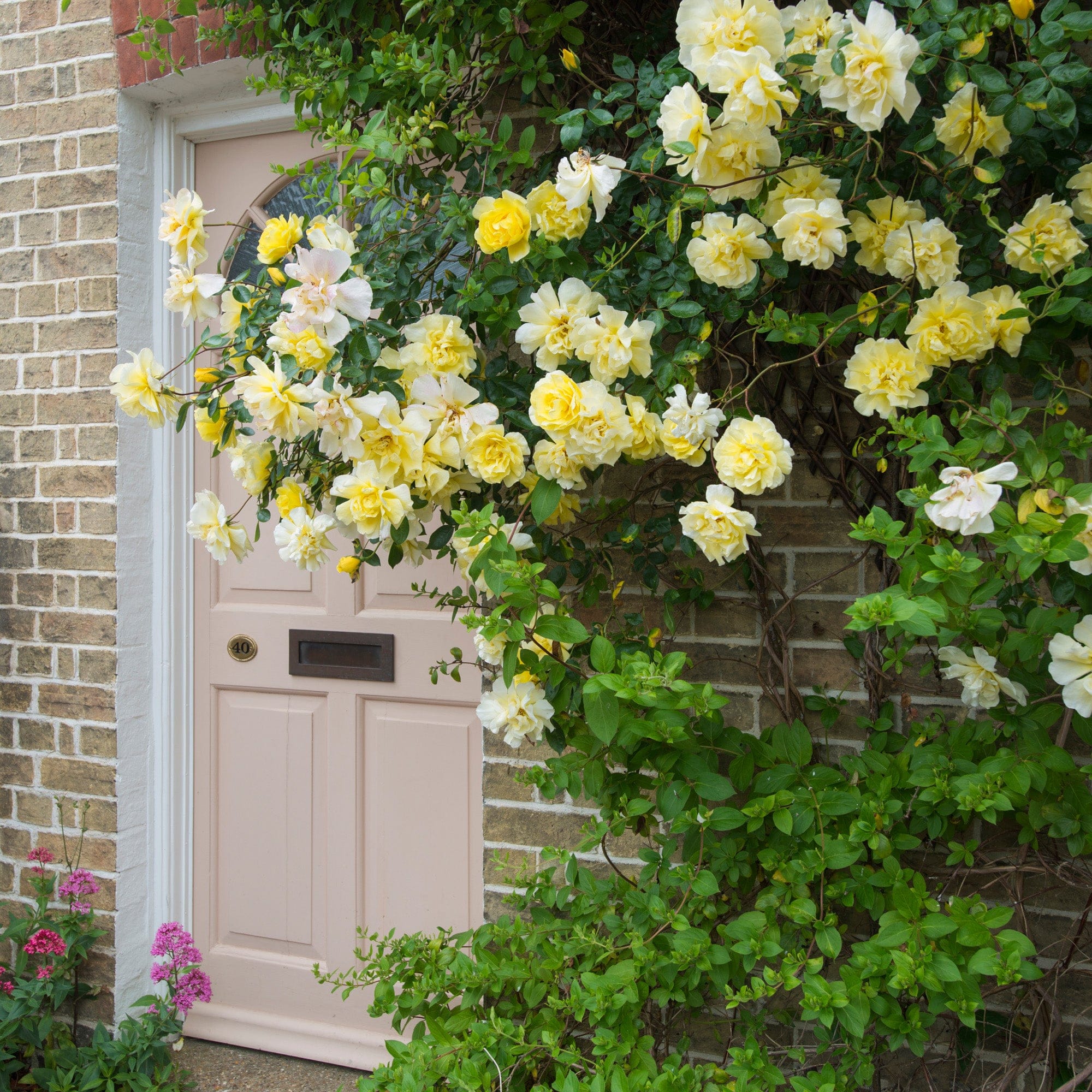 Golden Showers | Climbing Rose | David Austin Roses