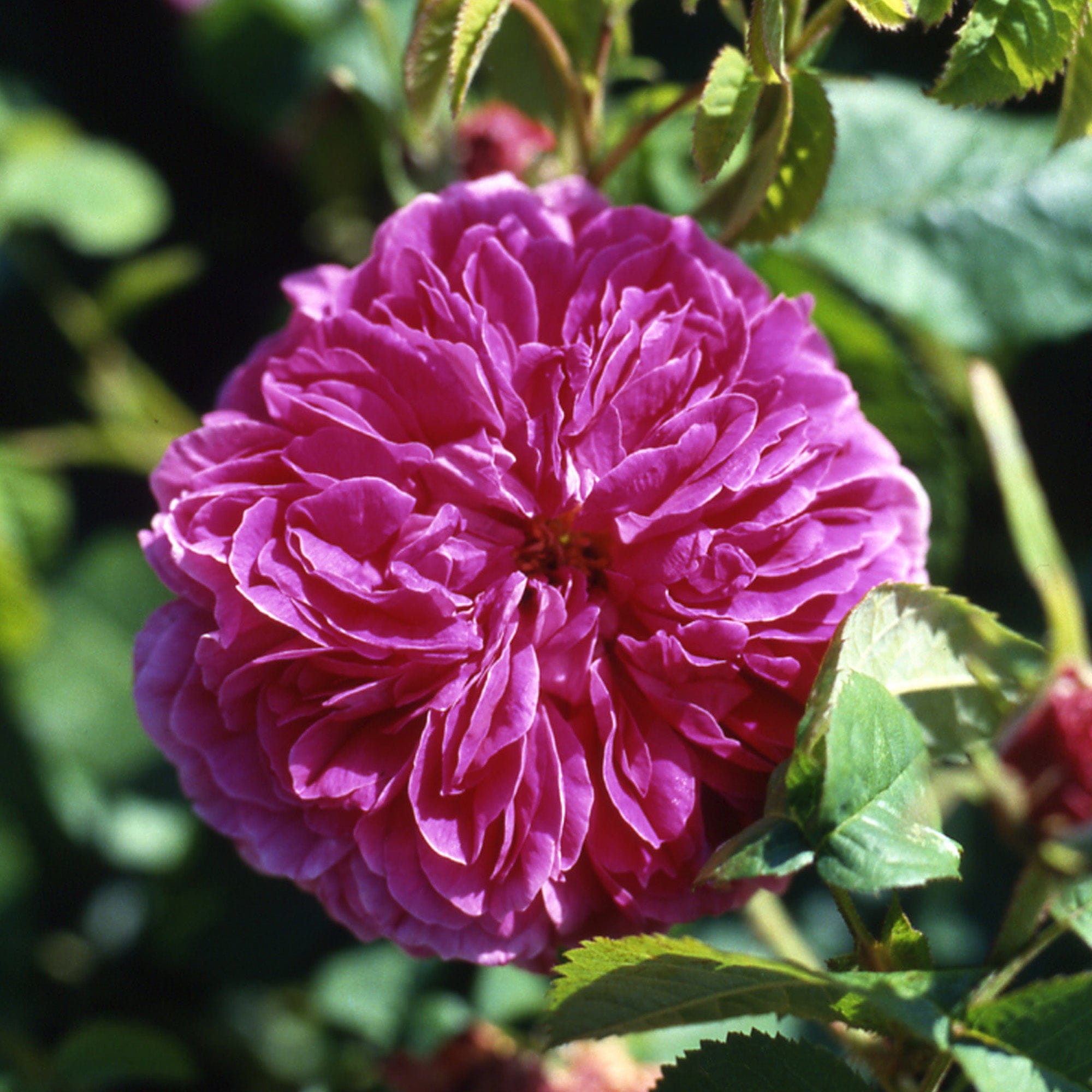 Duchesse de Buccleugh