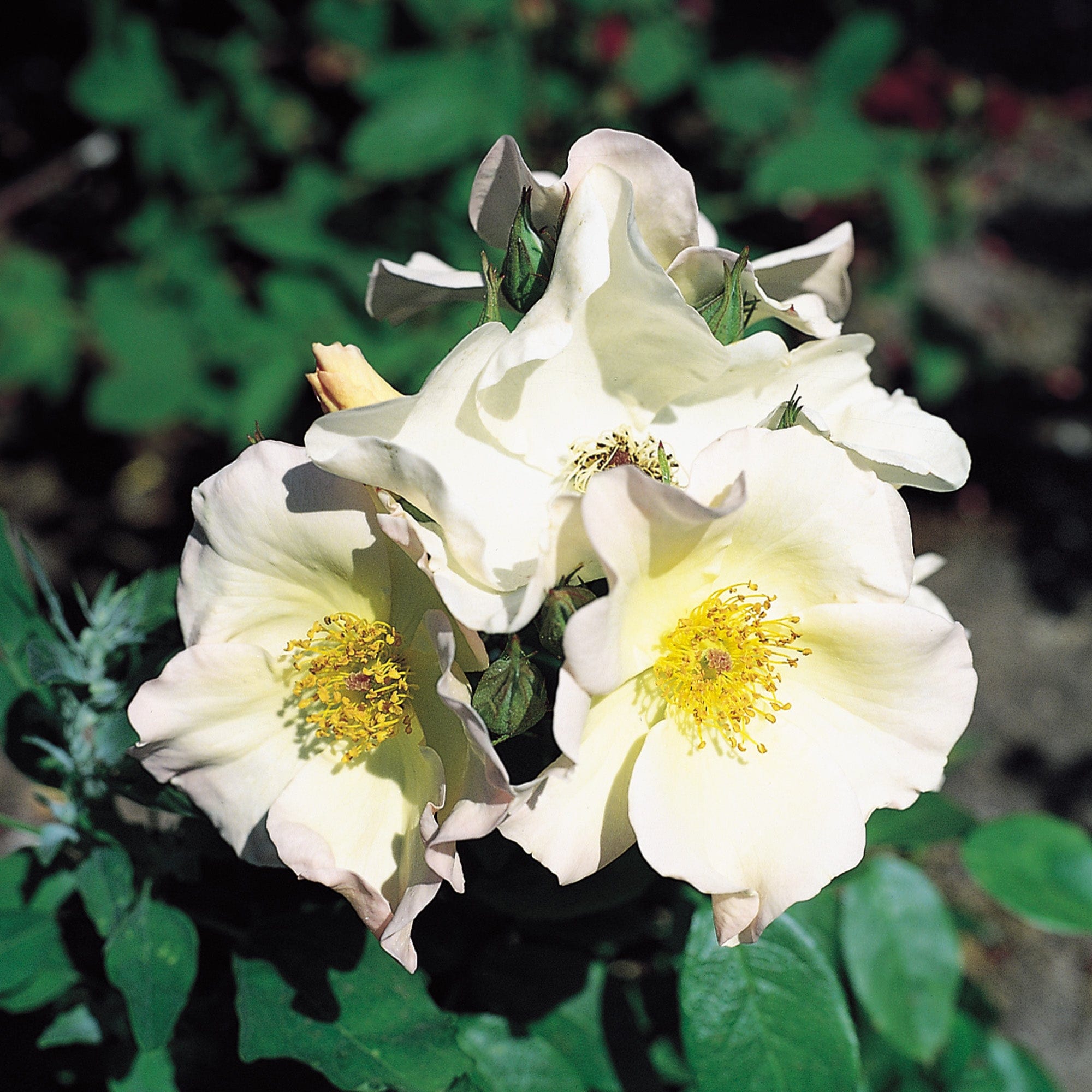 Sally Holmes | Shrub Rose | David Austin Roses