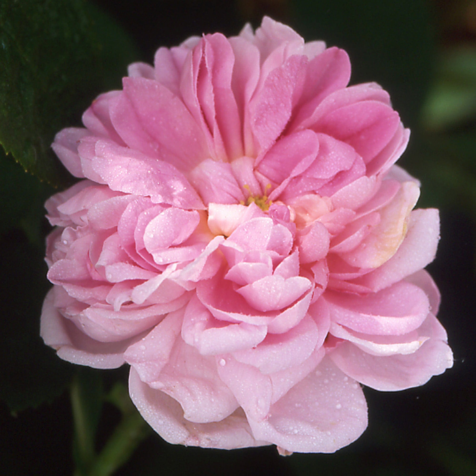 Soupert et Notting | Old Rose | David Austin Roses