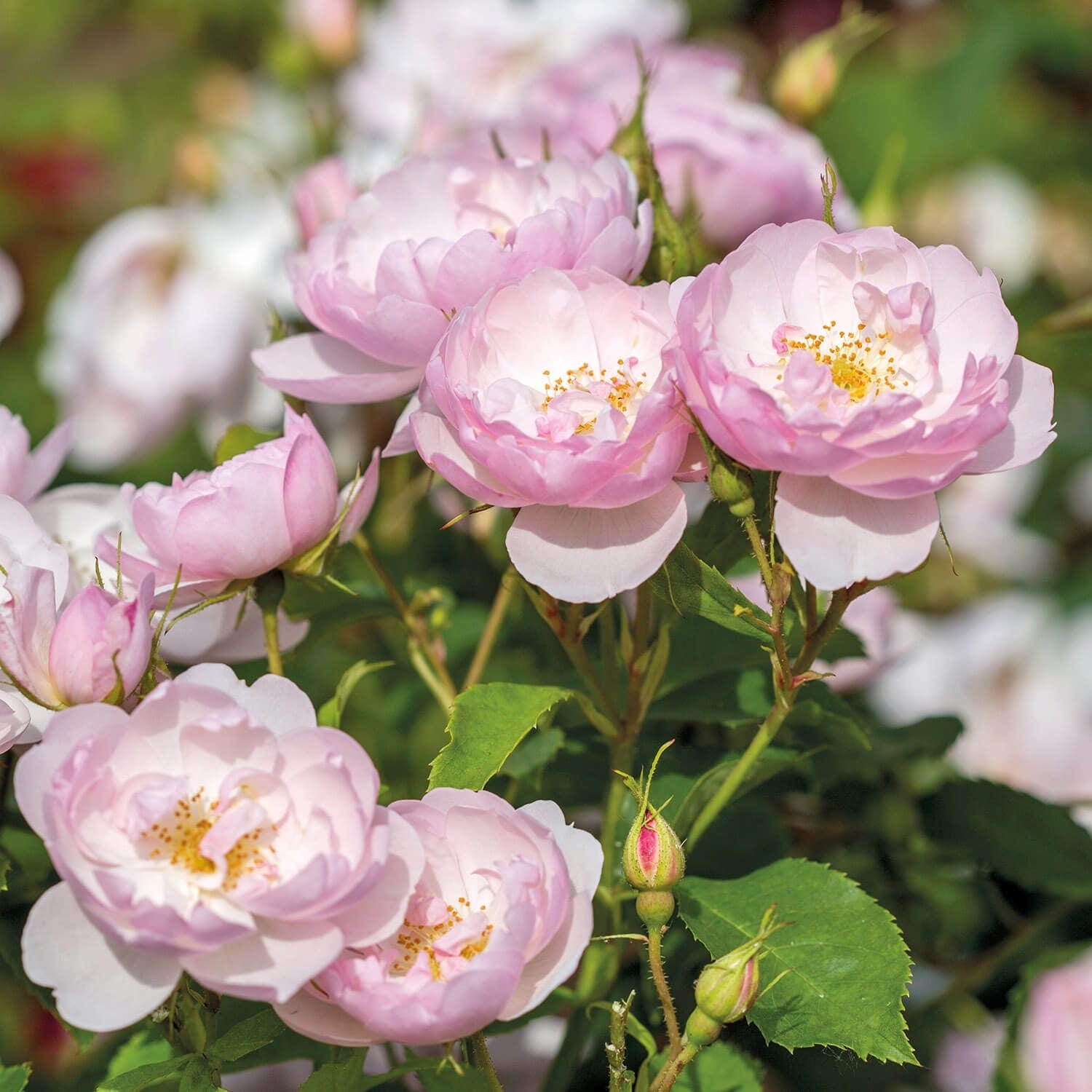 Scarborough Fair (Ausoran) | English Shrub Rose | David Austin Roses