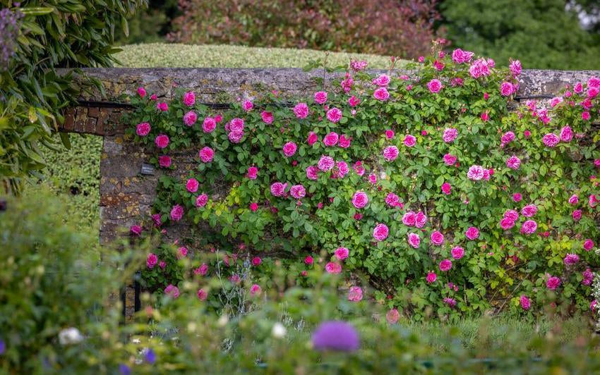 Gertrude Jekyll: Caring for the World’s Favourite Rose