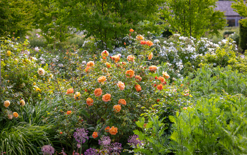 A sunlit garden scene showing a mixed border, taking centre stage, the dense apricot blooms of Lady of Shalott. Also in the image are purple allium flowers, bright green grasses and a backdrop of trees and a white sprawling rose.