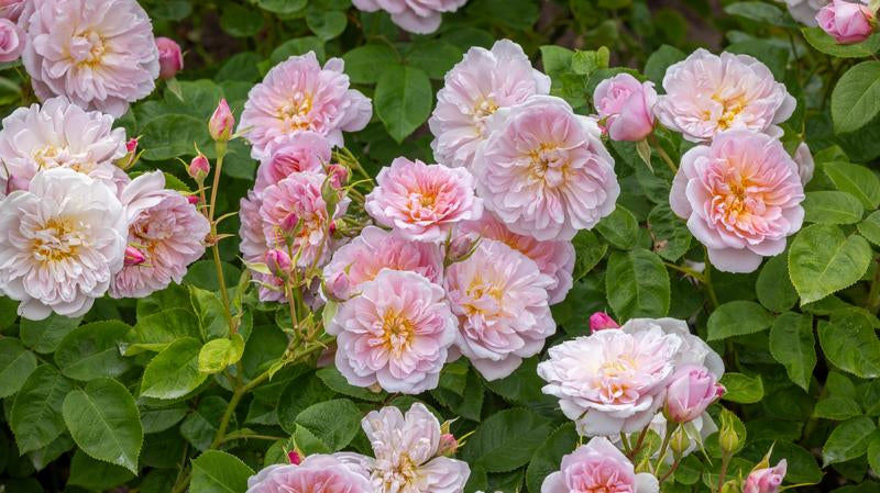 Get to know Elizabeth™ (Ausmajesty): Three ways to showcase this majestic rose