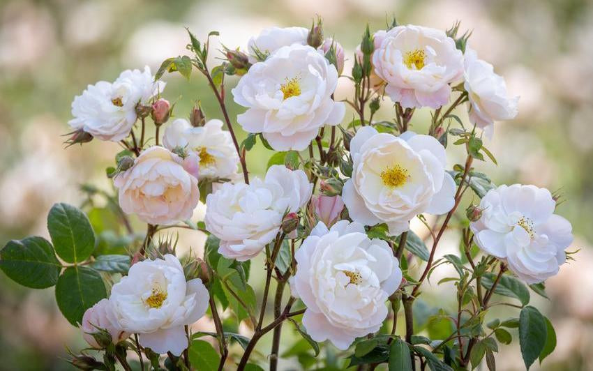 First Look: Sir David Beckham, A Rose with Family at its Heart