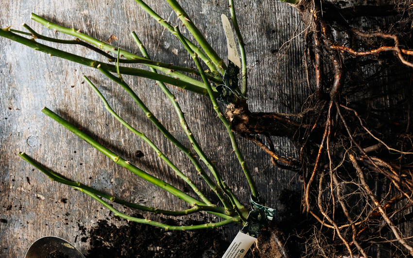 Bare root roses with brown roots, green stems and white name labels, photographed on a weathered grey wood surface.