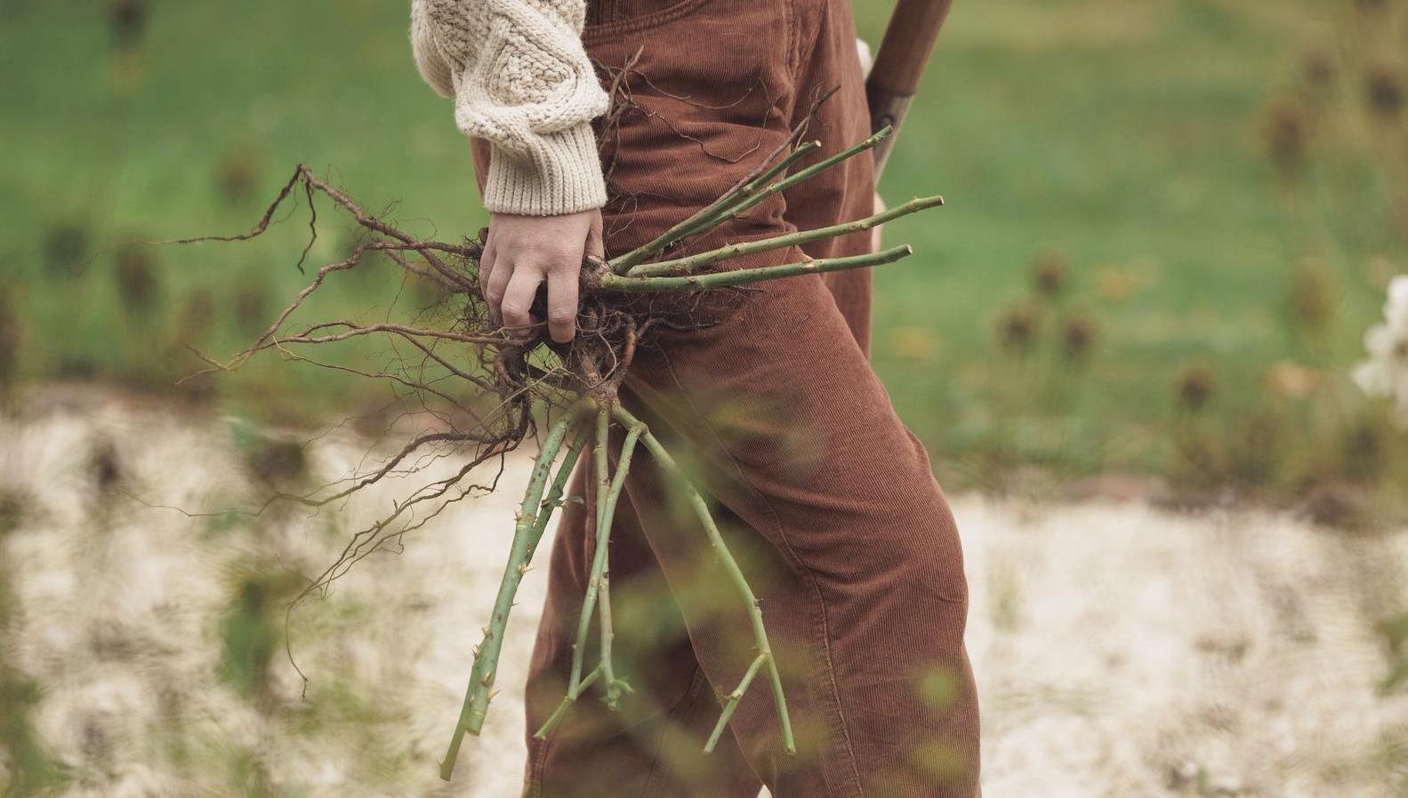 Woman holding a bare root rose bred by David Austin