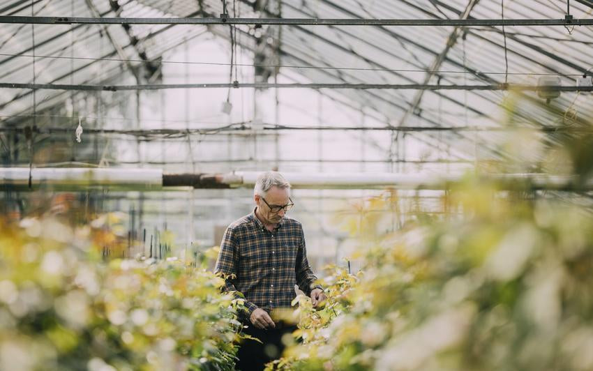 Carl, rose breeder at David Austin in a greenhouse