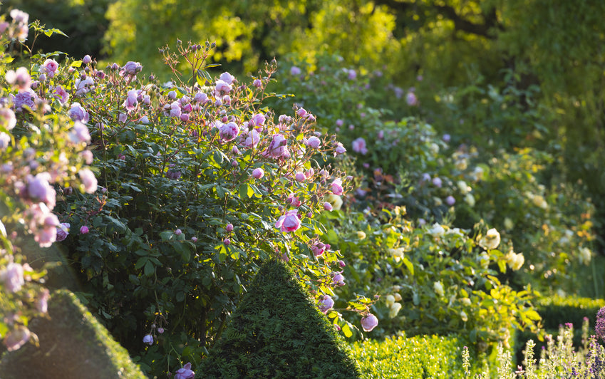 Once-flowering roses bring old-world charm. Discover how to prune them after their magnificent summer display to preserve health and beauty.