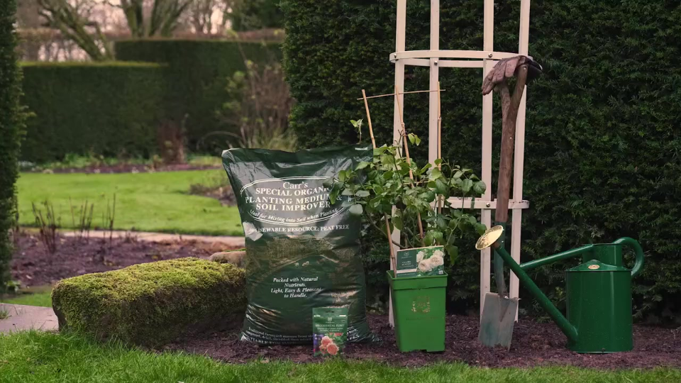 How to plant a potted climbing rose